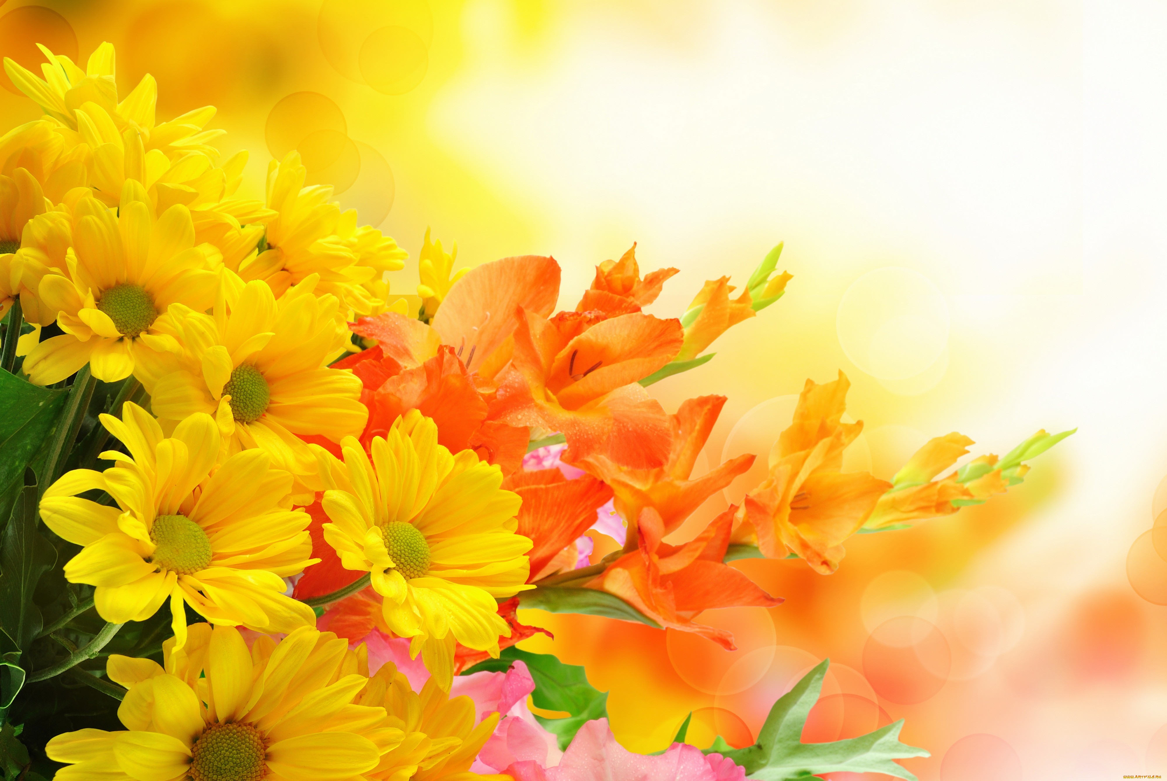 382416 скачать обои земля/природа, цветок, оранжевый цветок, желтый цветок, флауэрсы - заставки и картинки бесплатно