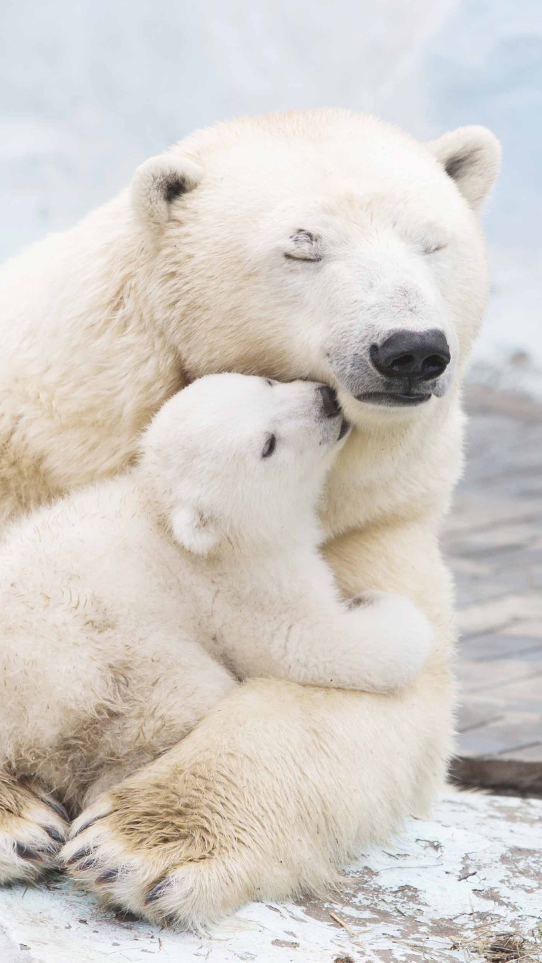 1126142 descargar fondo de pantalla amor, animales, oso polar, lindo, cachorro, parejas, oso, llevar, osos: protectores de pantalla e imágenes gratis