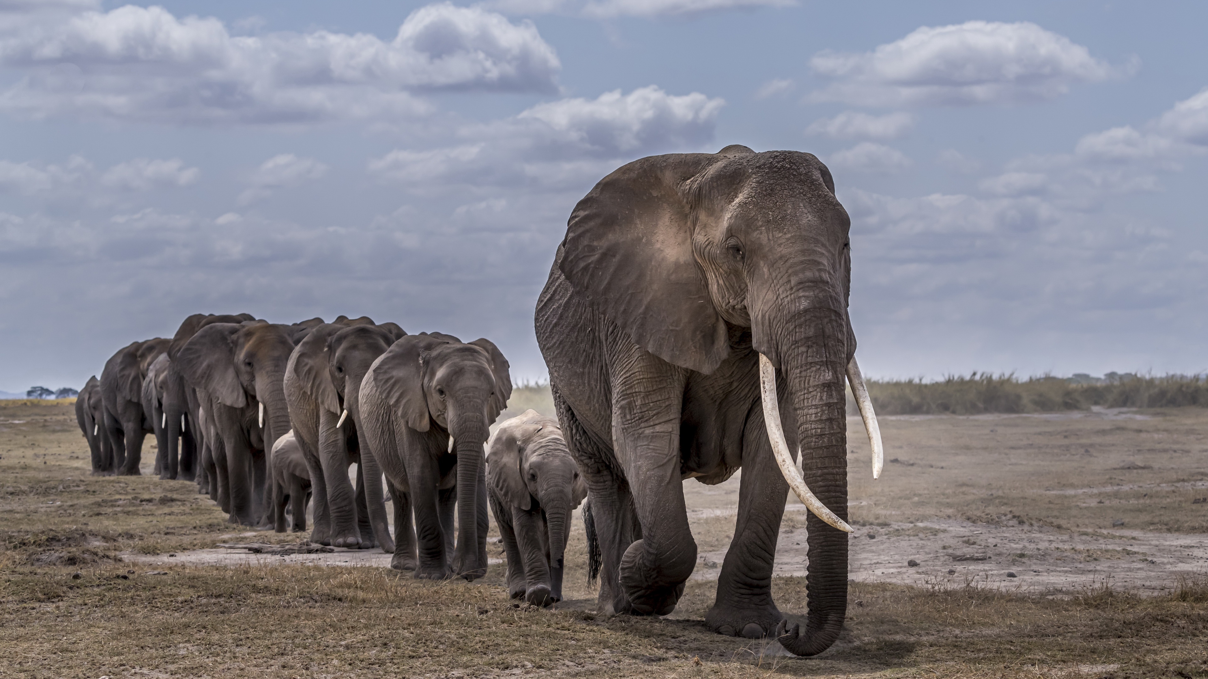 Baixar papel de parede para celular de Animais, Elefantes, Animal Bebê, Elefante Da Savana gratuito.