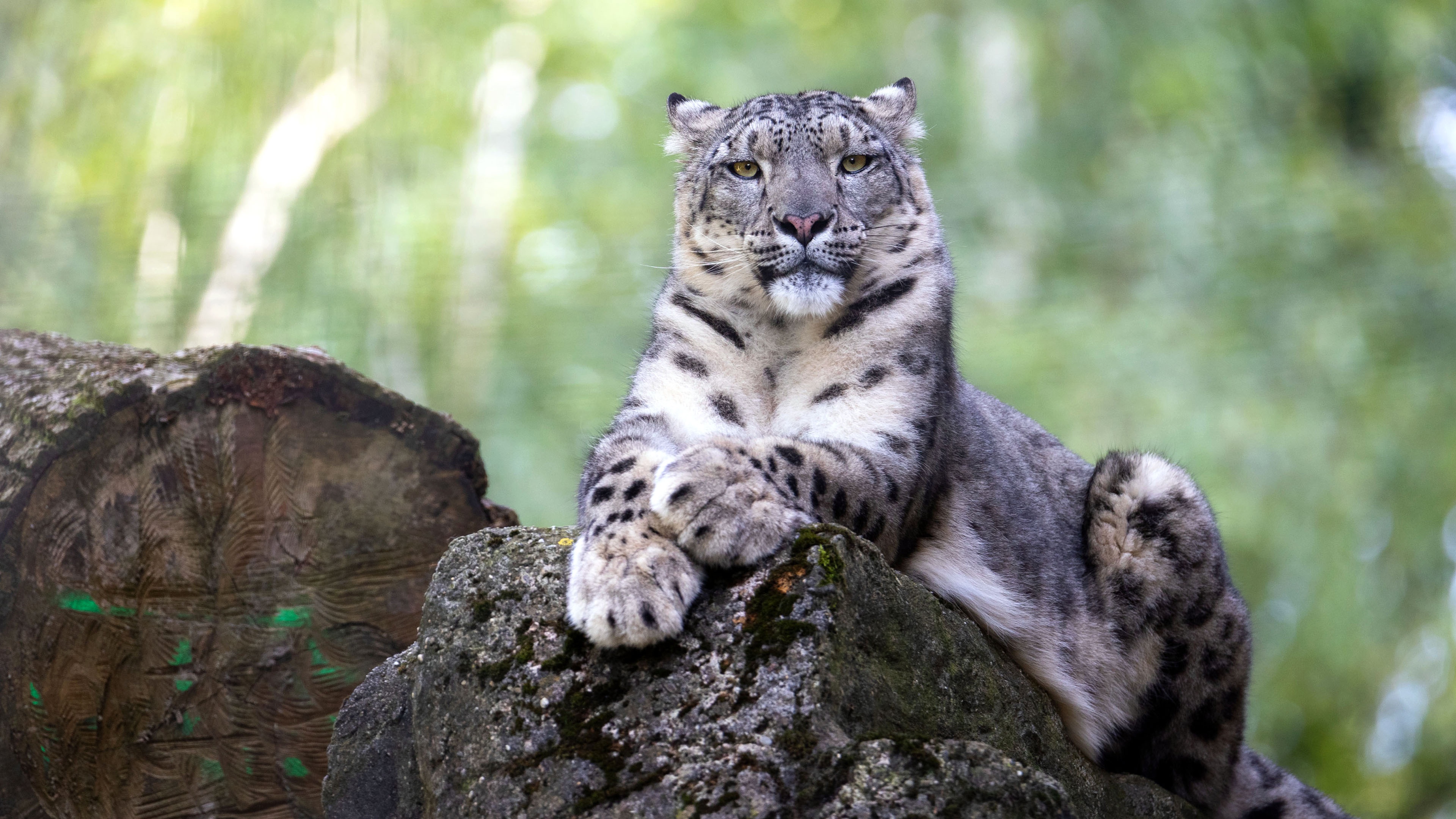 Baixe gratuitamente a imagem Animais, Gatos, Leopardo Das Neves na área de trabalho do seu PC