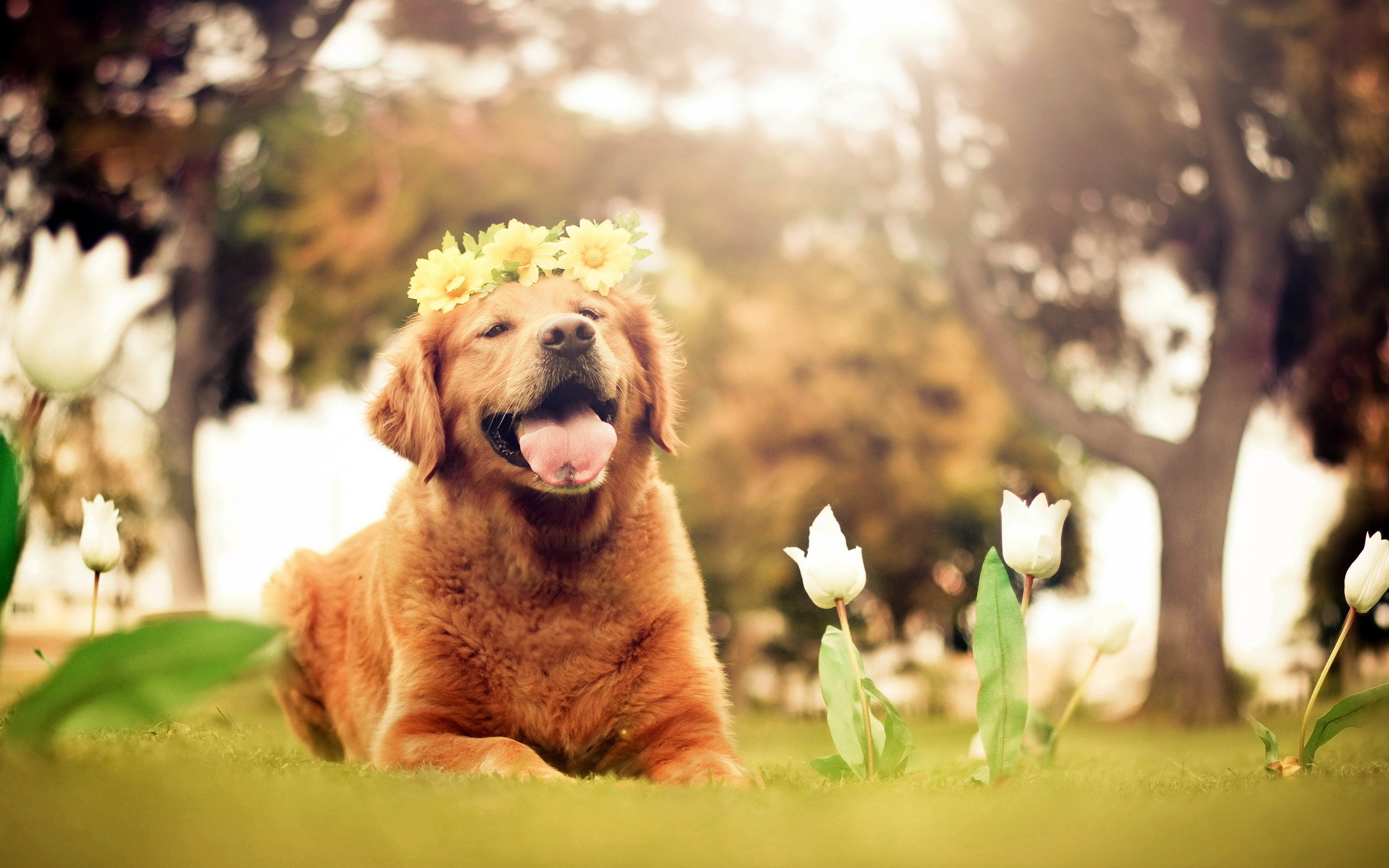 Baixar papel de parede para celular de Animais, Cães, Cão gratuito.