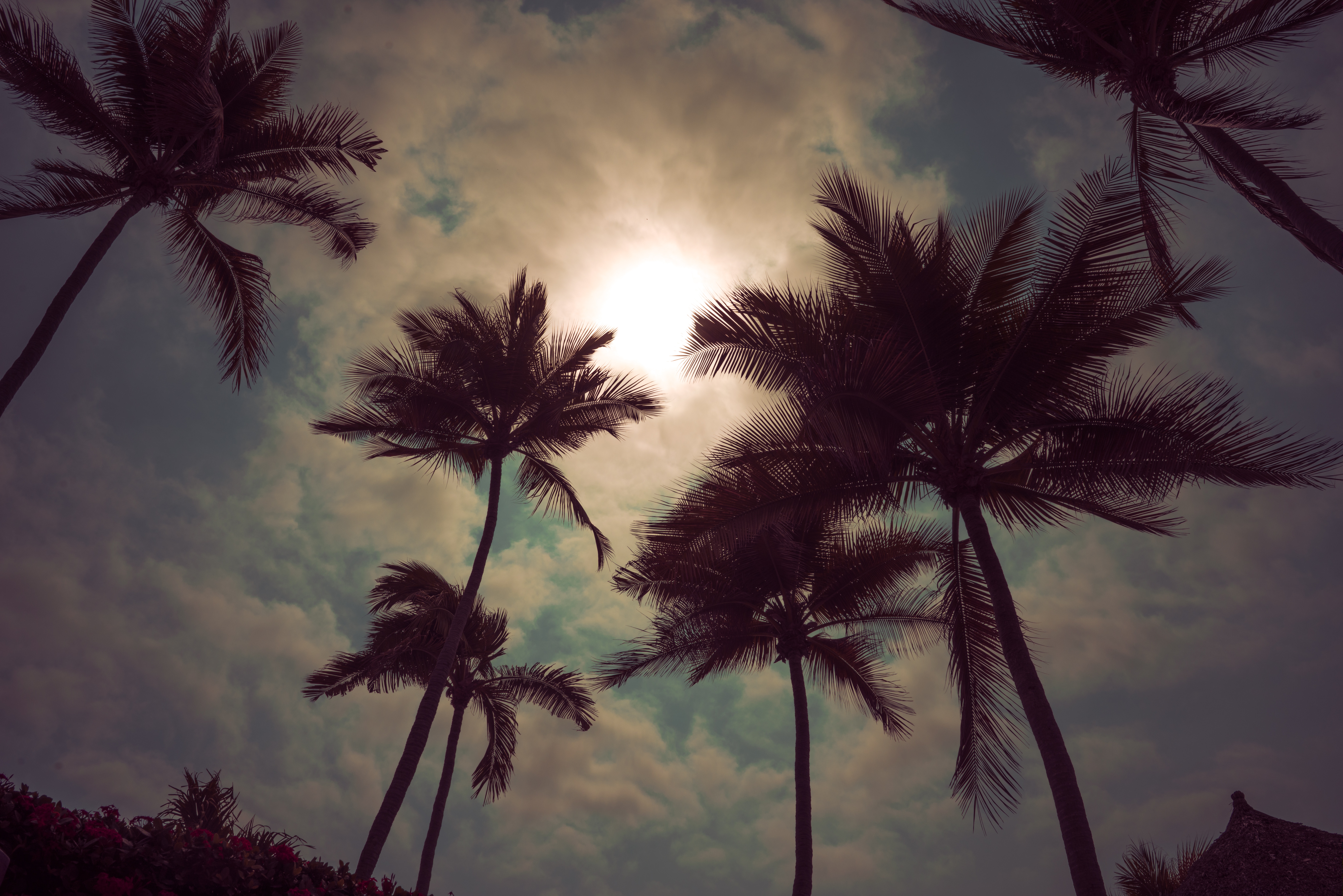 105953 скачать обои закат, пальмы, природа, небо, облака, сумерки - заставки и картинки бесплатно