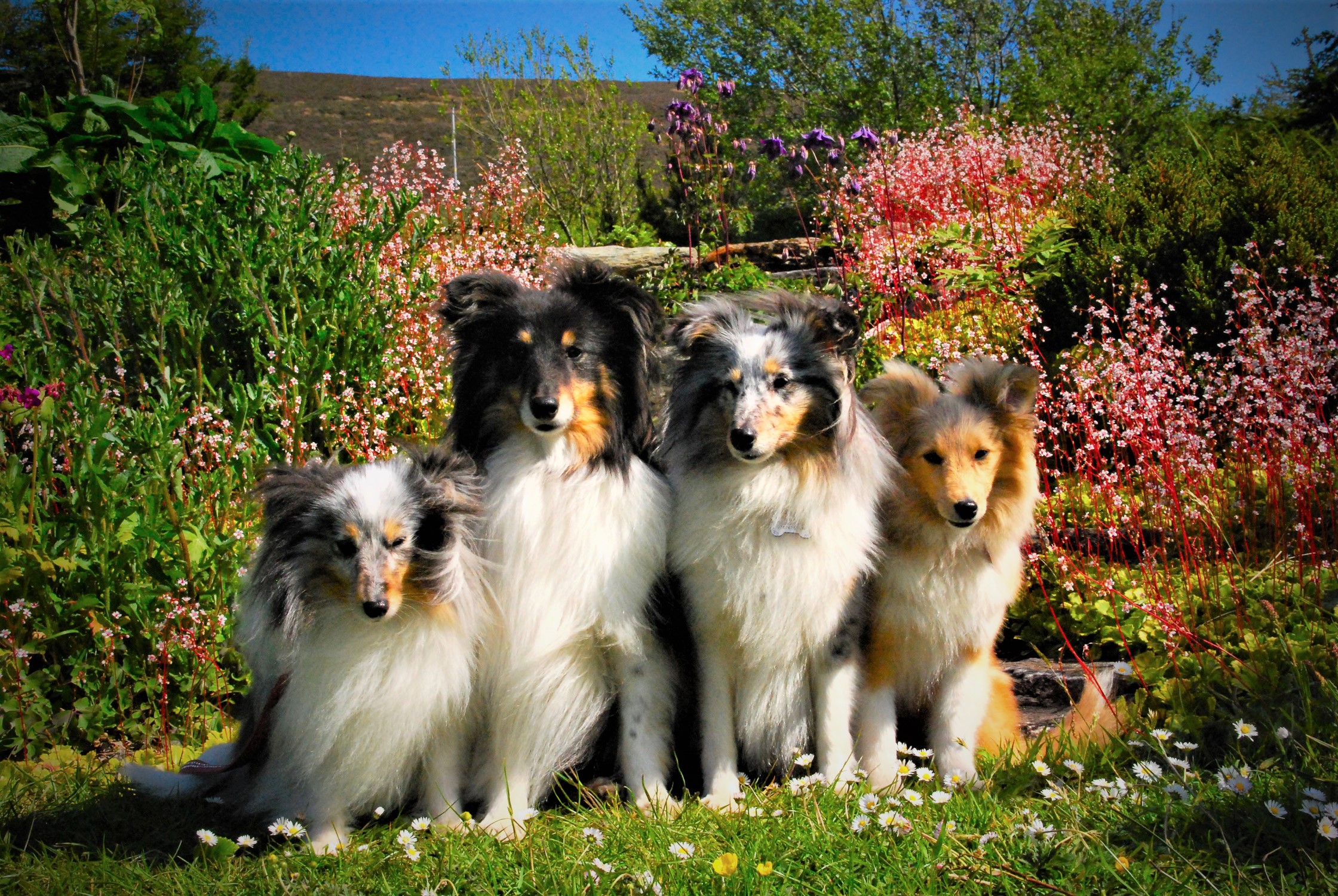 Descarga gratis la imagen Animales, Perros, Perro, Pastor De Las Islas Shetland en el escritorio de tu PC