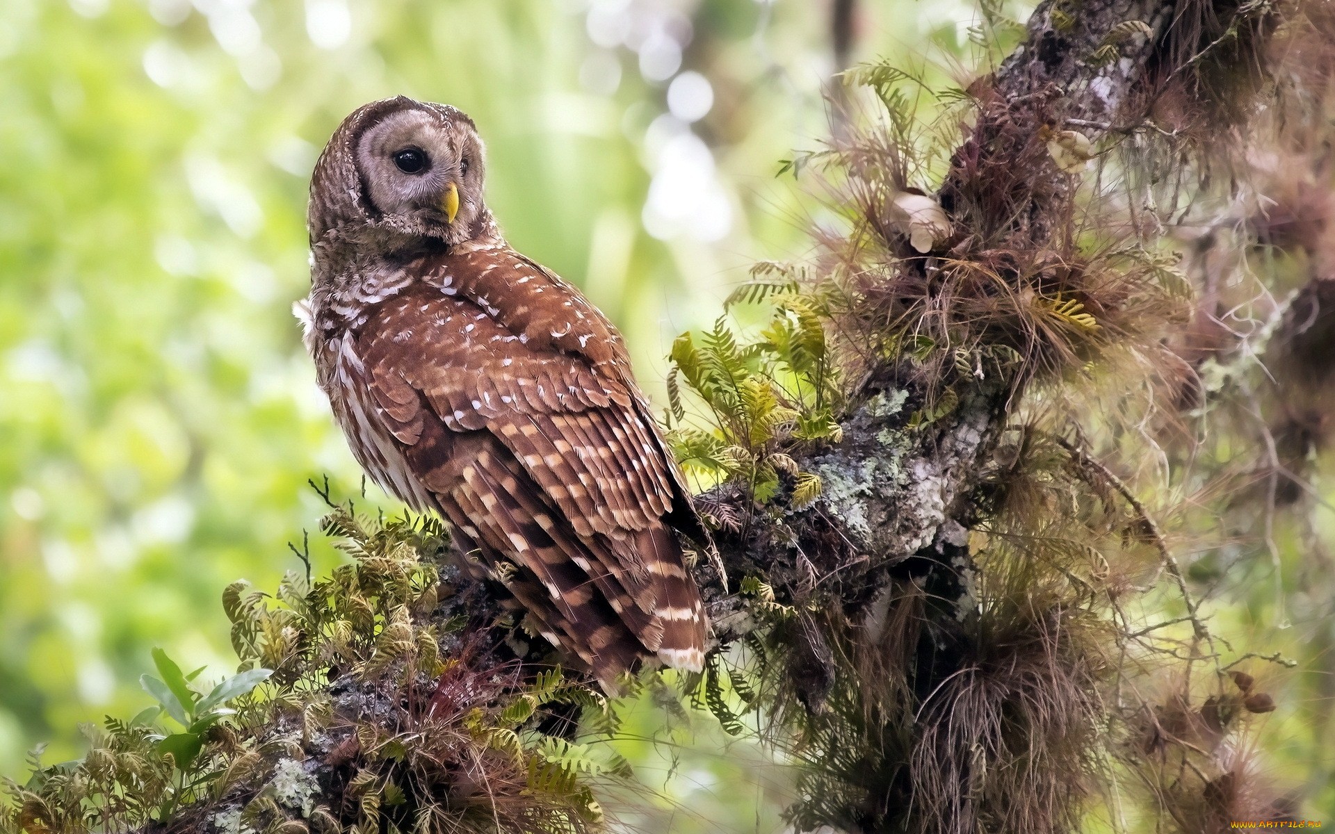 Descarga gratuita de fondo de pantalla para móvil de Búho, Aves, Animales.