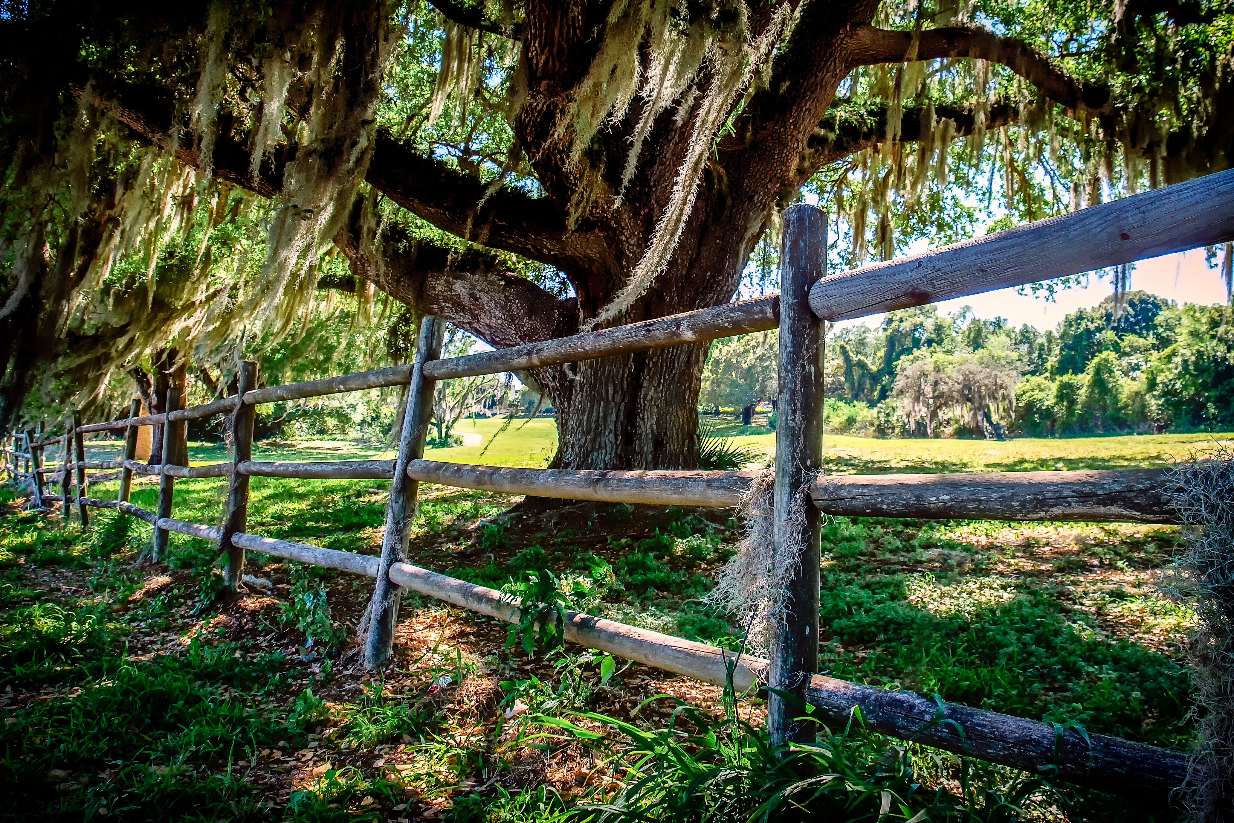 fence, man made, nature, oak, tree