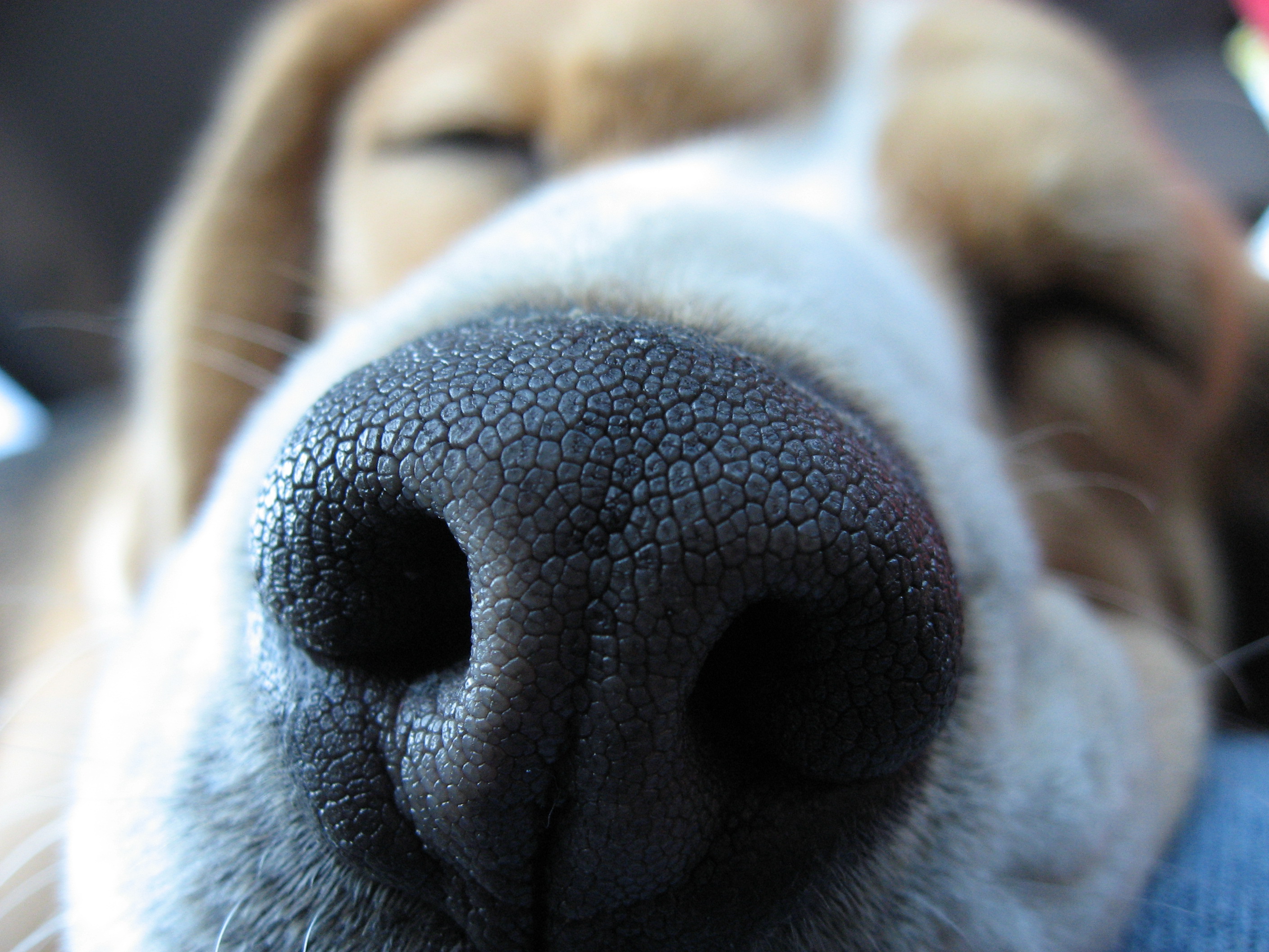 521229 descargar imagen animales, perros, beagle, de cerca, bozal: fondos de pantalla y protectores de pantalla gratis