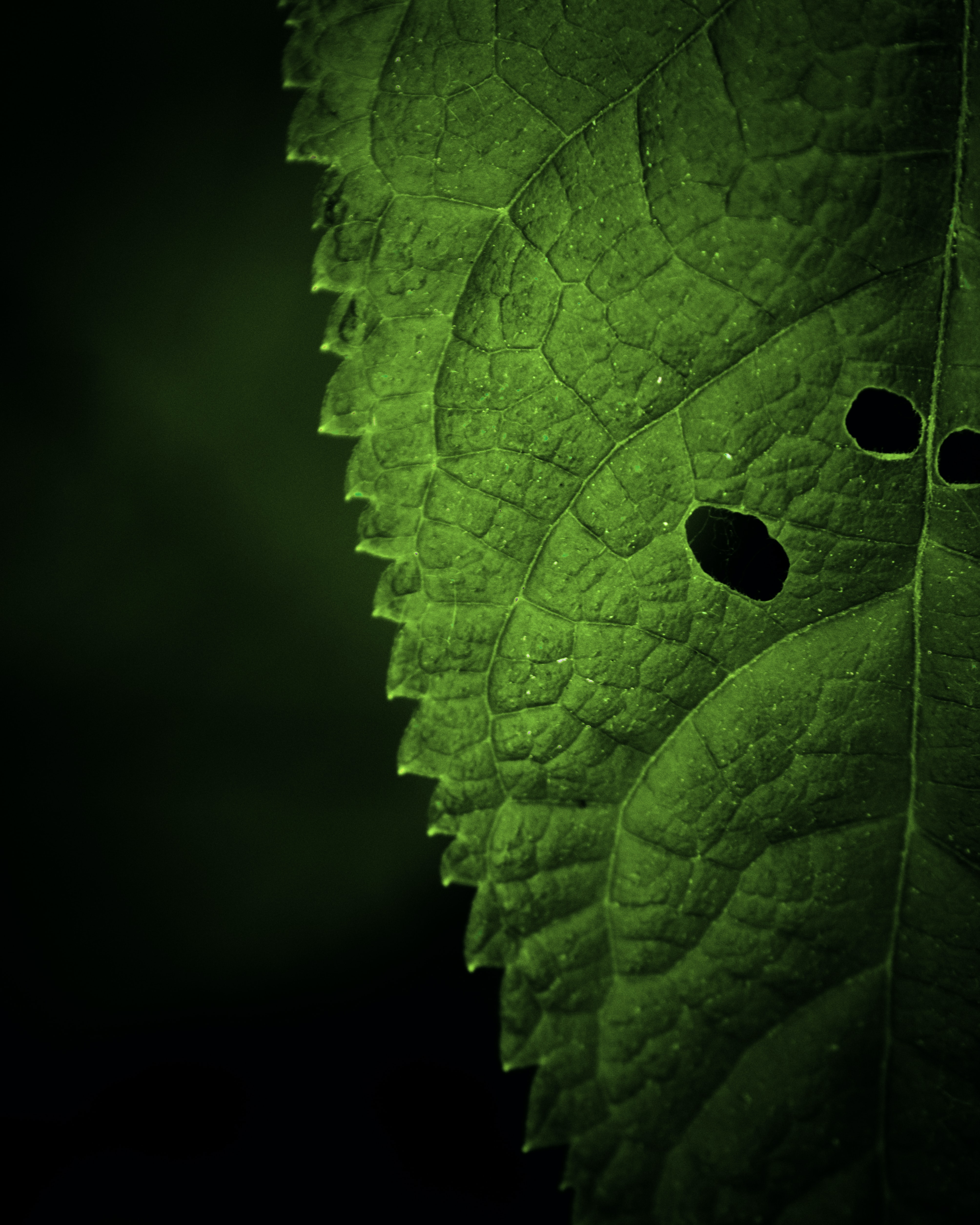 sheet, macro, leaf, focus, veins phone background