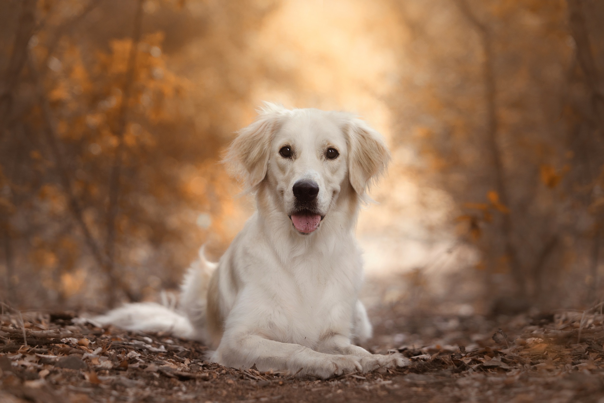 PCデスクトップに動物, 犬, ラブラドール・レトリバー, 被写界深度画像を無料でダウンロード