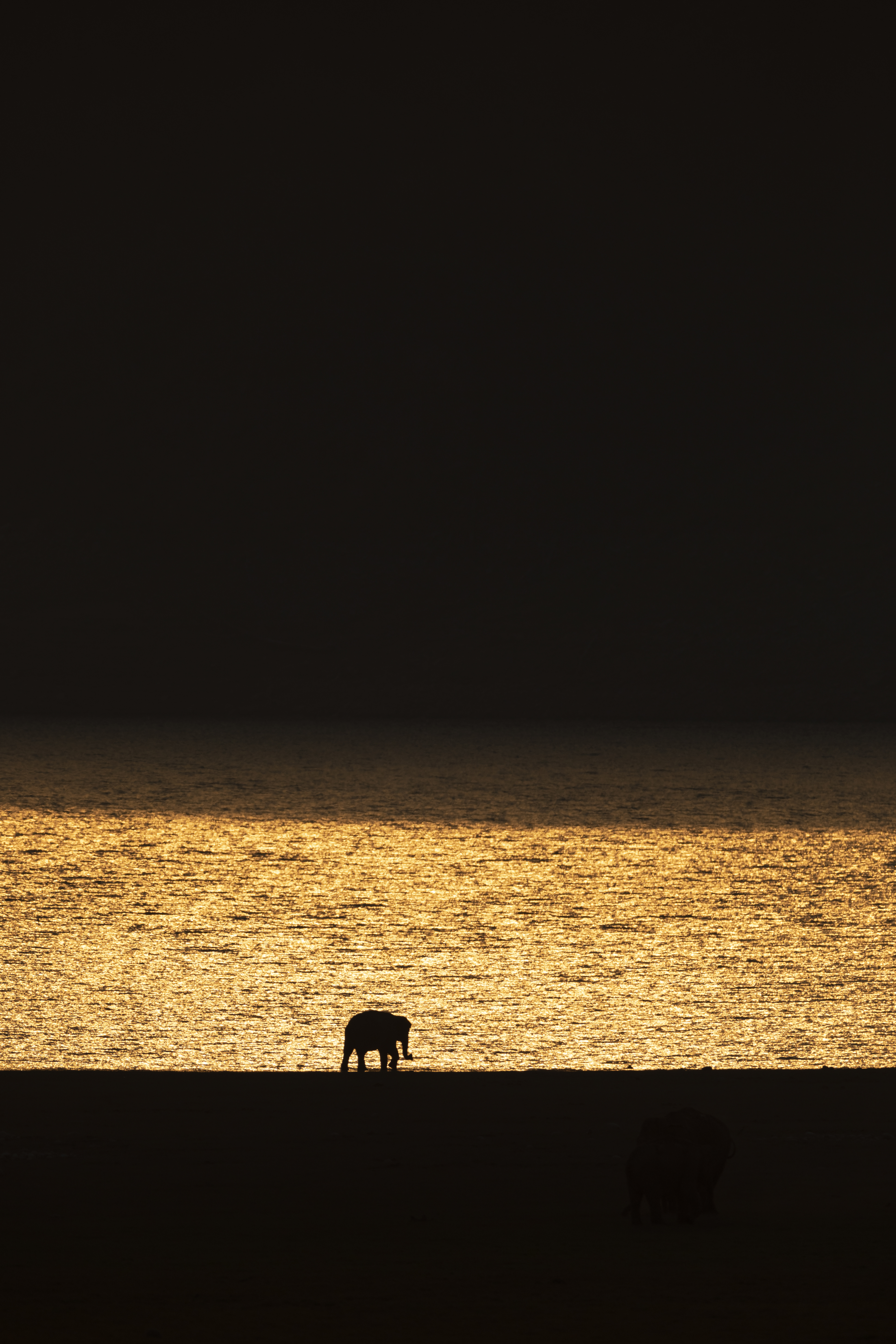 Download mobile wallpaper Elephant, Sunset, Silhouette, Dark for free.