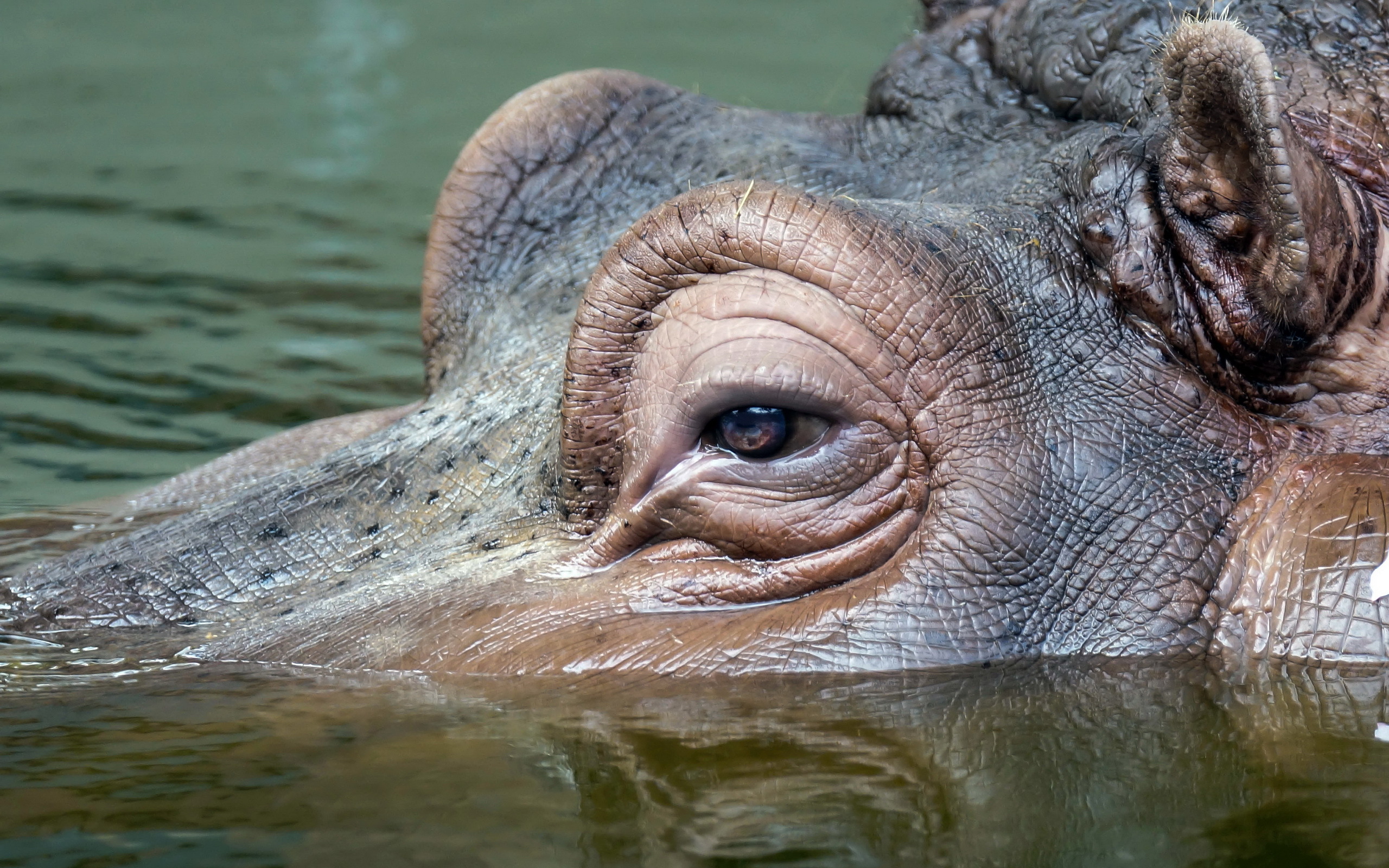 Download mobile wallpaper Animal, Hippo for free.