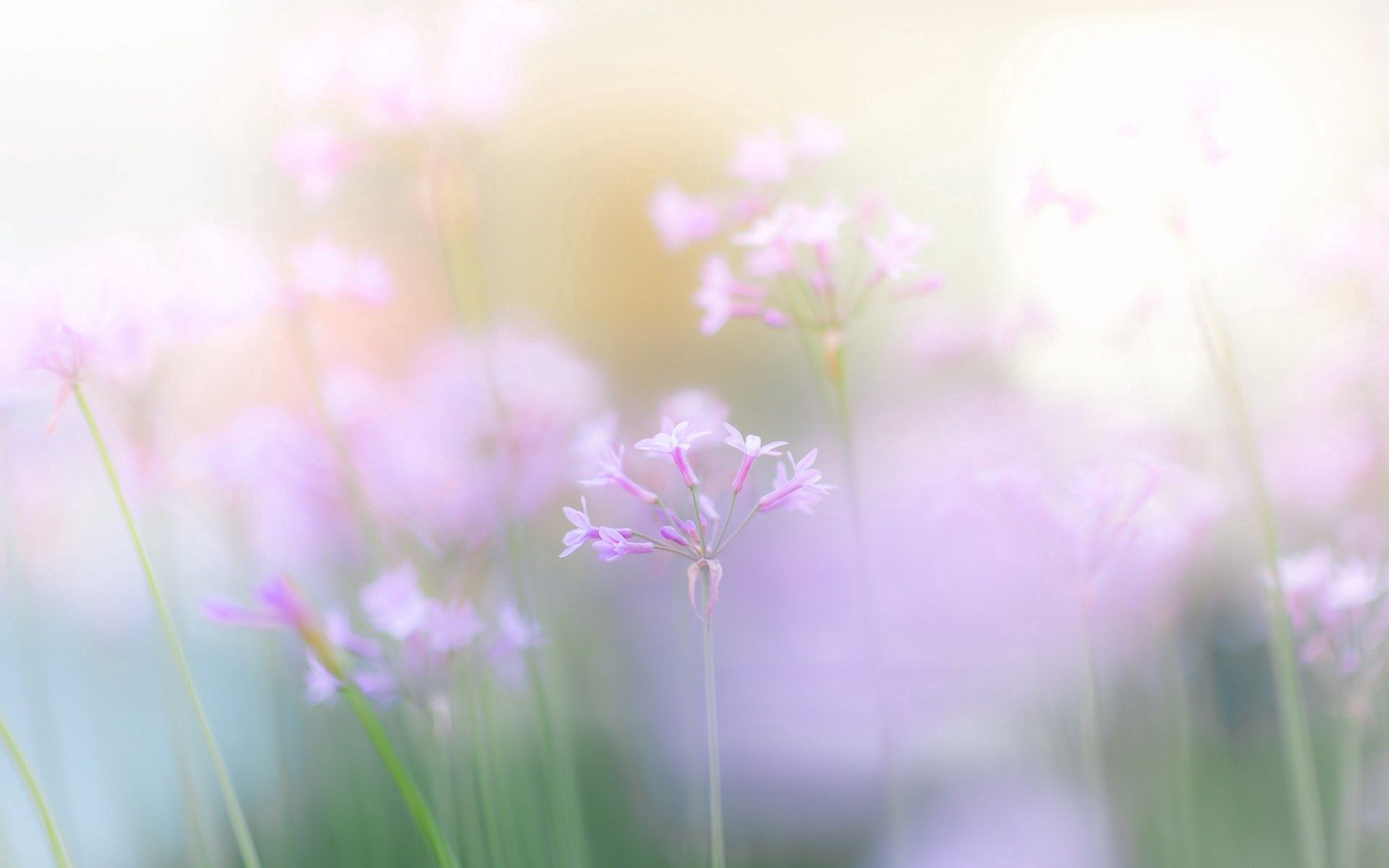 Laden Sie das Grass, Makro, Blume-Bild kostenlos auf Ihren PC-Desktop herunter