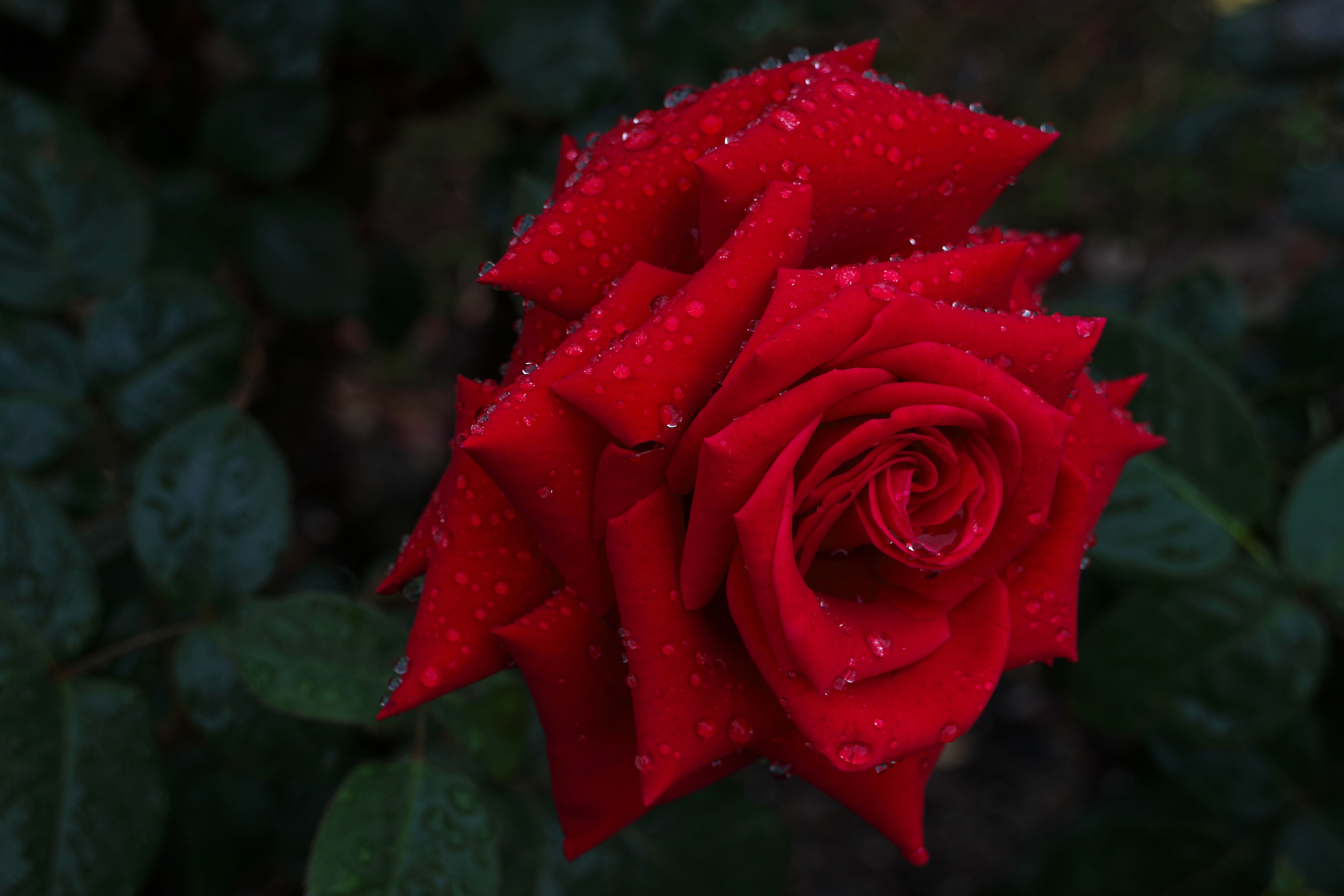 Laden Sie das Blumen, Blume, Rose, Nahansicht, Rote Rose, Wassertropfen, Rote Blume, Erde/natur-Bild kostenlos auf Ihren PC-Desktop herunter