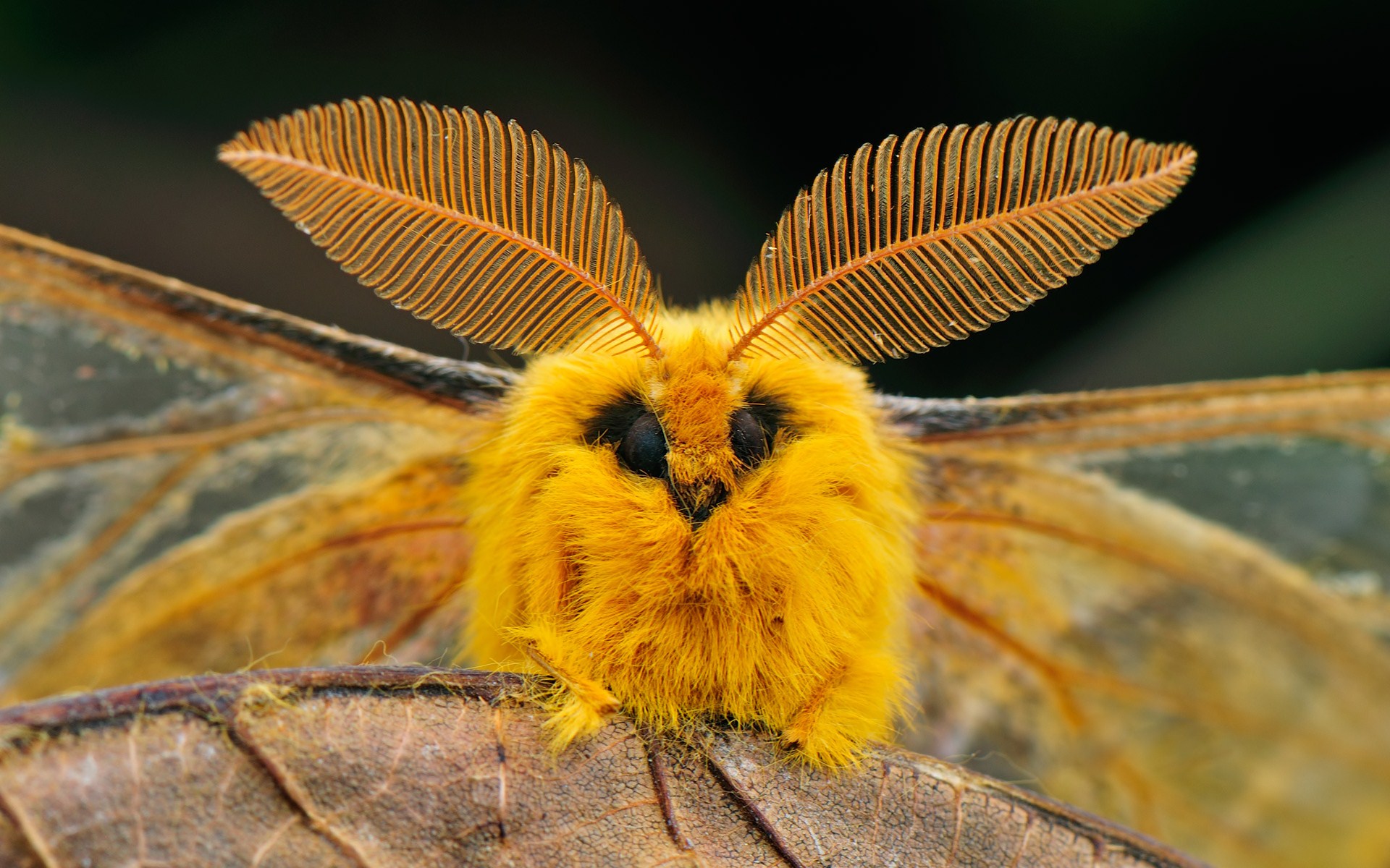 moth, animal, squeaking silk moth