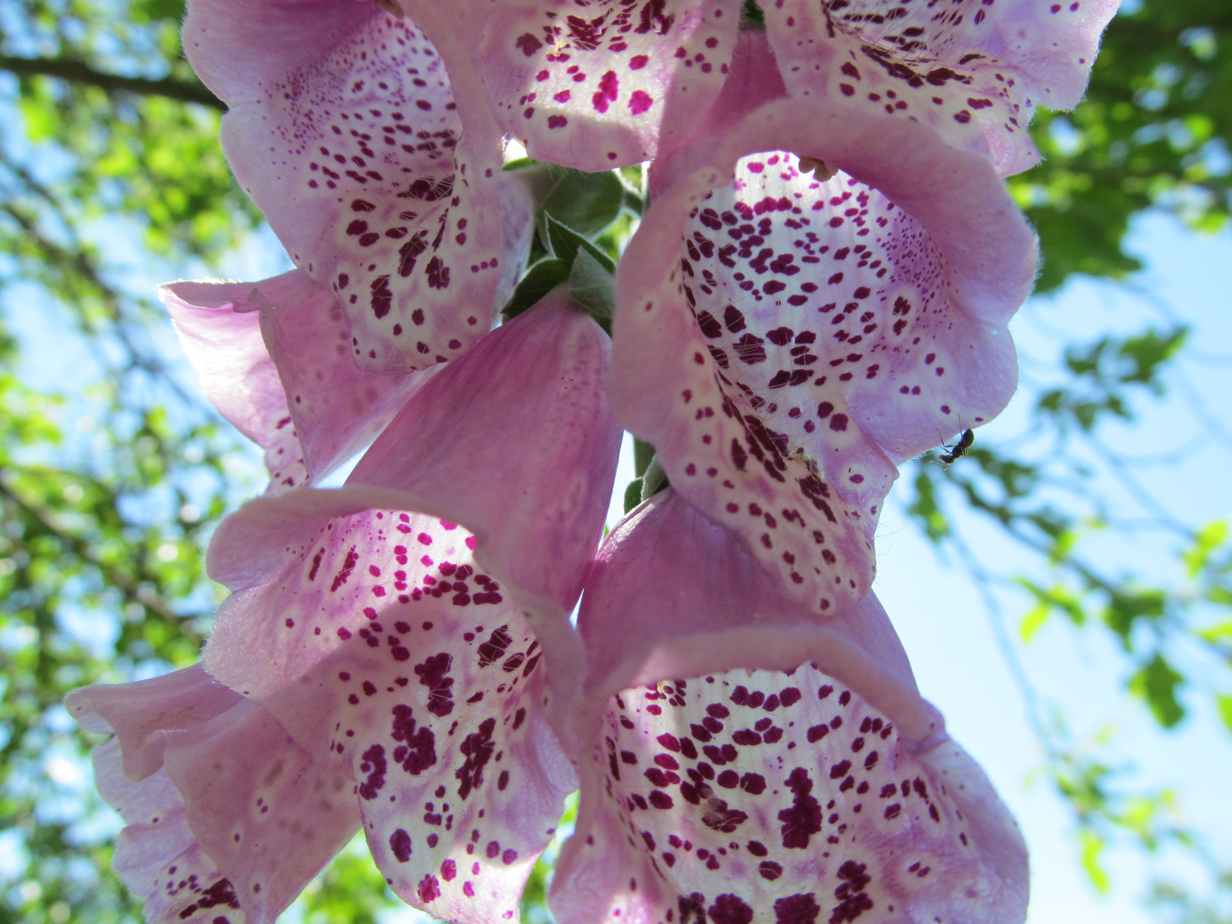 Téléchargez gratuitement l'image Fleurs, Fleur, Terre/nature sur le bureau de votre PC