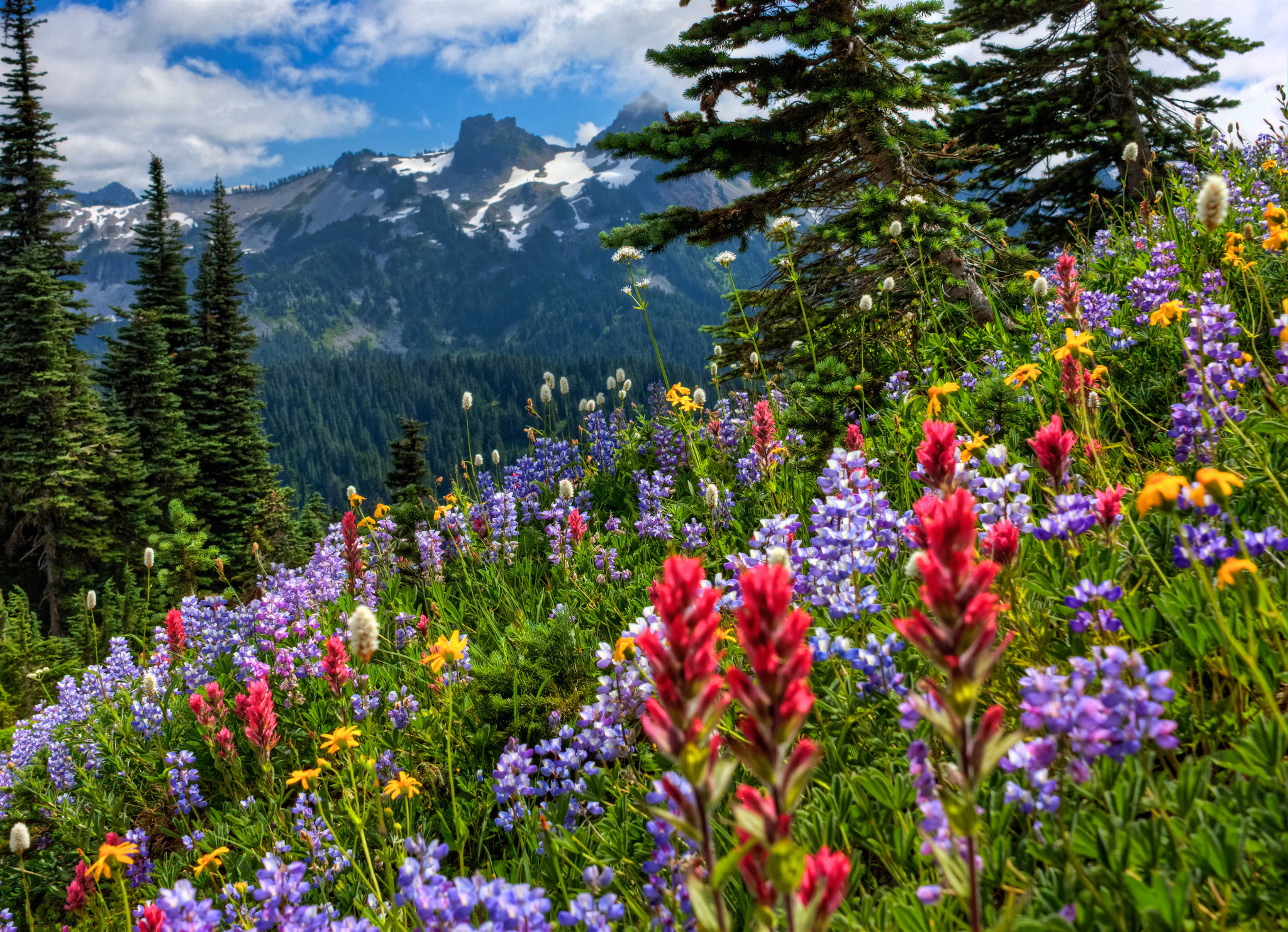 Descarga gratuita de fondo de pantalla para móvil de Flores, Flor, Tierra/naturaleza.