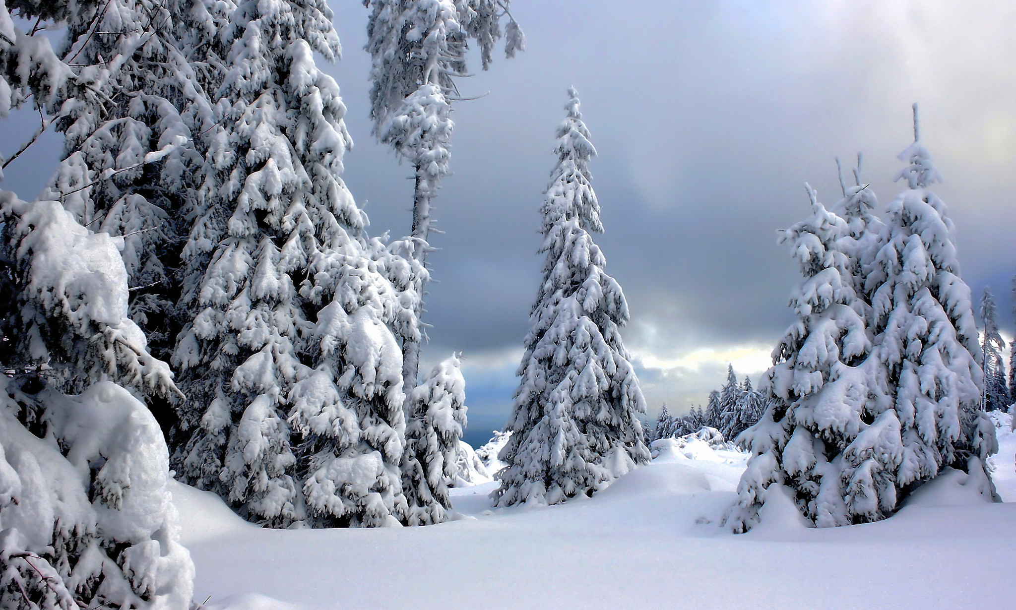 Download mobile wallpaper Winter, Snow, Forest, Tree, Earth for free.