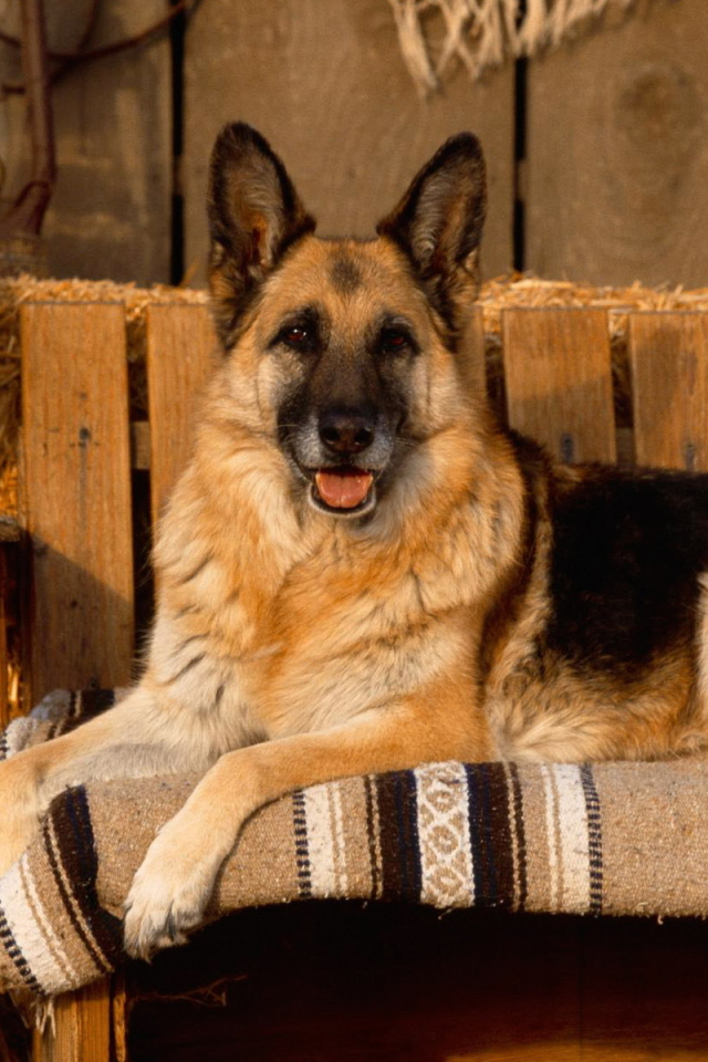 Baixar papel de parede para celular de Animais, Cães, Cão, Pastor Alemão gratuito.