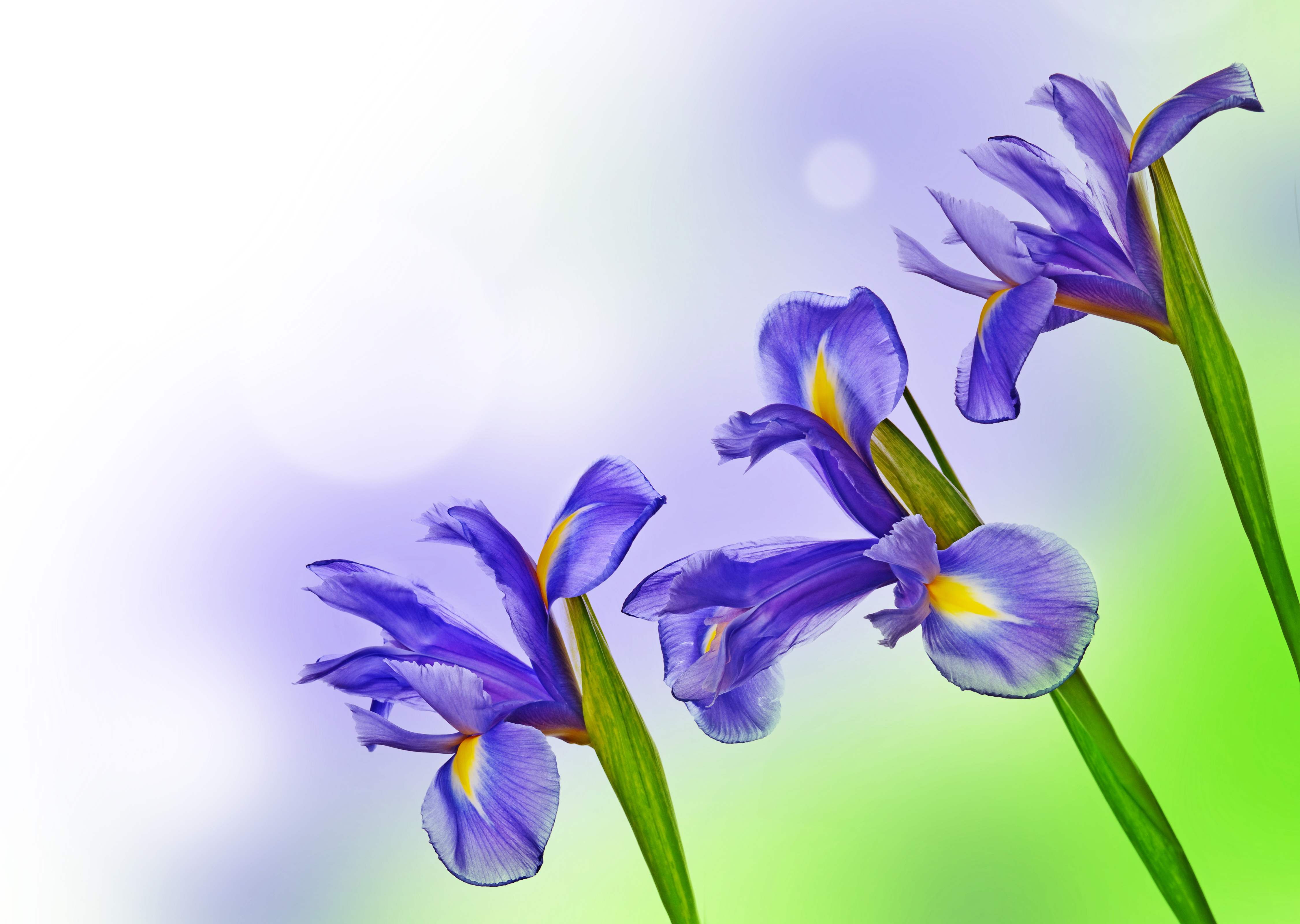 無料モバイル壁紙フラワーズ, 花, 地球, 青い花, 虹彩をダウンロードします。
