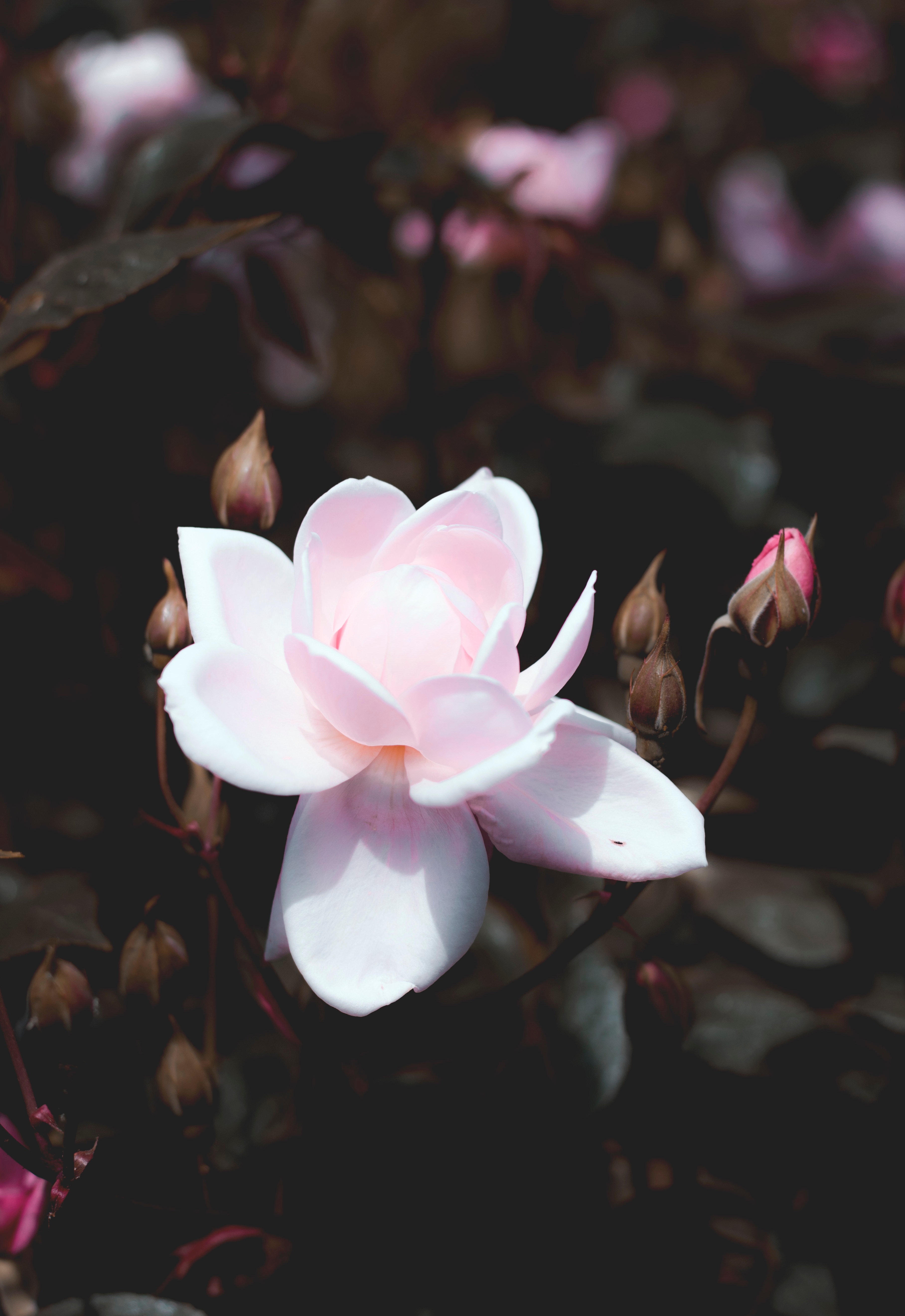 Laden Sie das Rosa, Bush, Rose, Knospe, Bud, Blühen, Busch, Blumen, Blütenblätter, Blühenden-Bild kostenlos auf Ihren PC-Desktop herunter