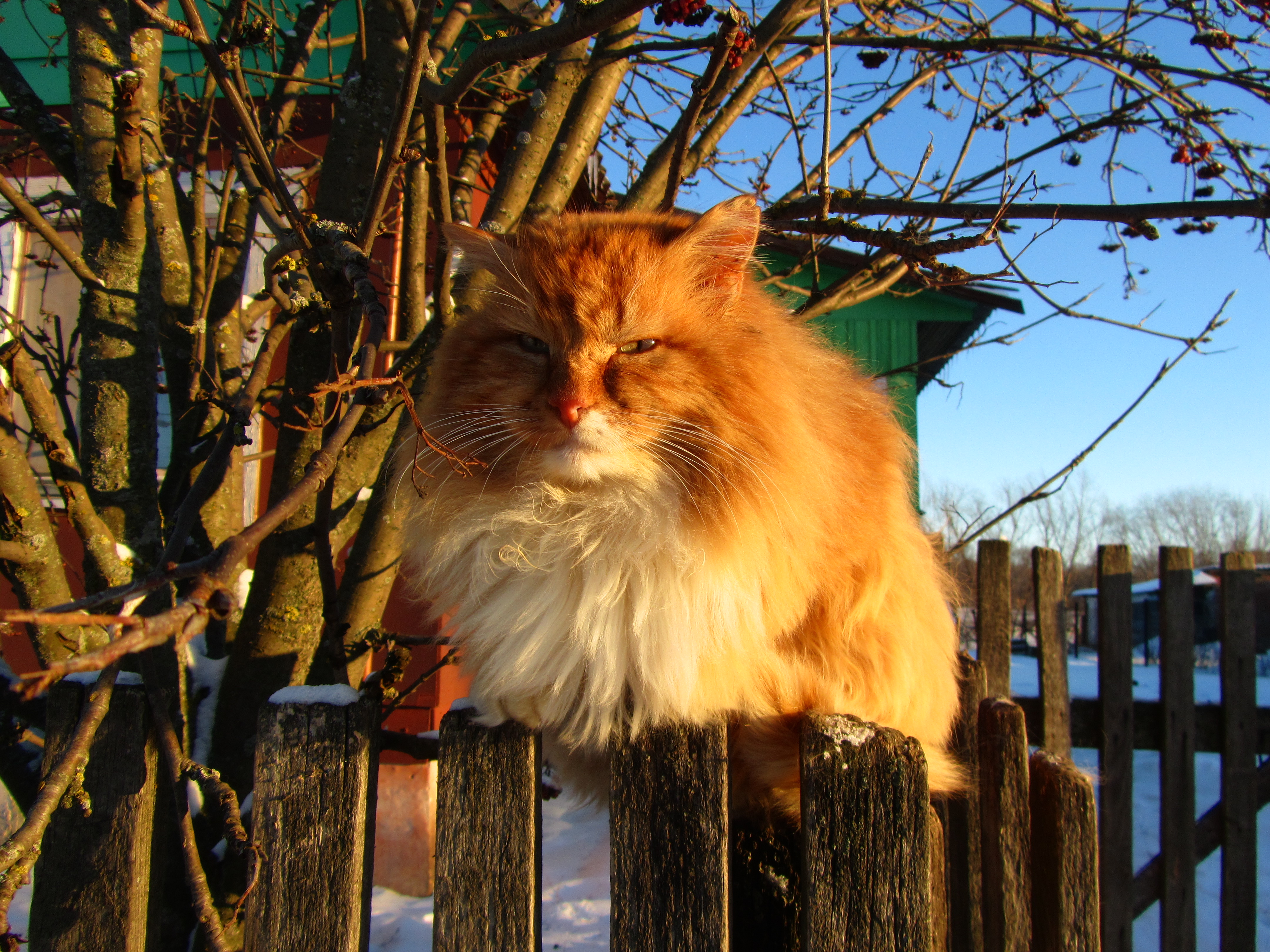 Baixe gratuitamente a imagem Animais, Gato na área de trabalho do seu PC