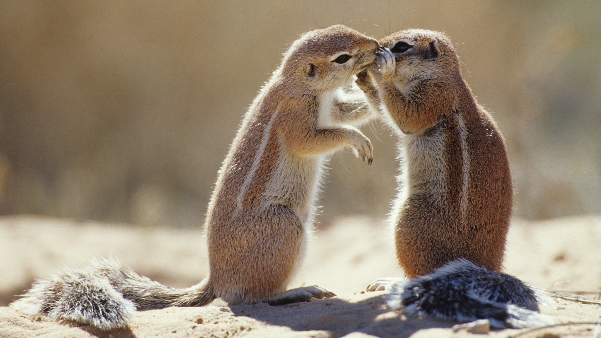 Laden Sie das Tiere, Natur, Streifenhörnchen-Bild kostenlos auf Ihren PC-Desktop herunter