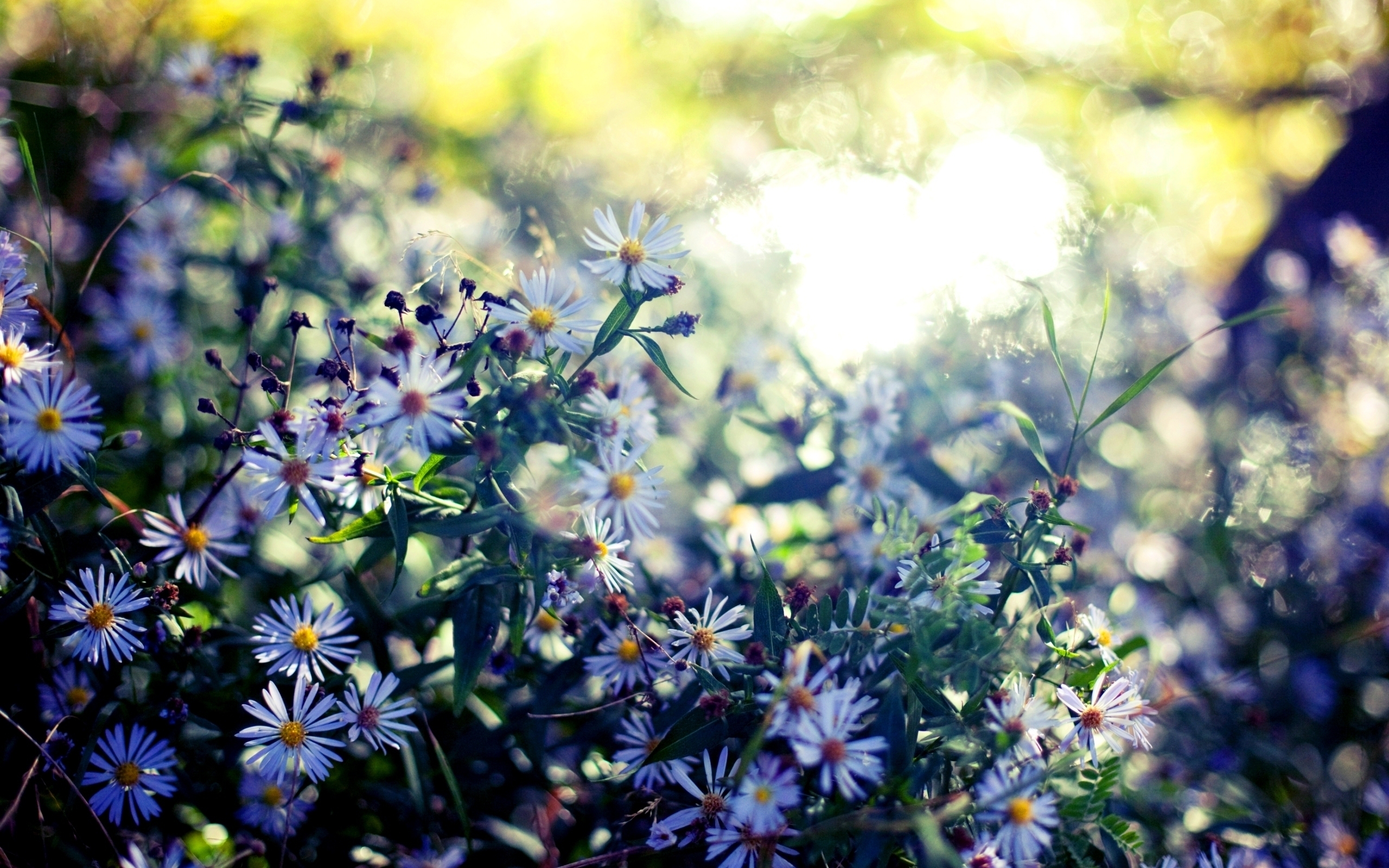 Téléchargez gratuitement l'image Fleurs, Fleur, Marguerite, Terre/nature sur le bureau de votre PC