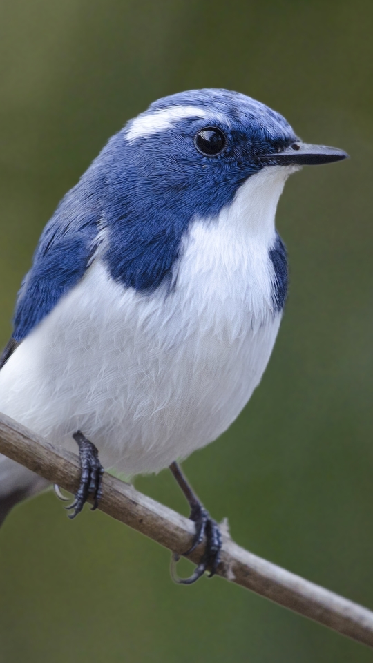 Baixar papel de parede para celular de Animais, Aves, Pássaro gratuito.