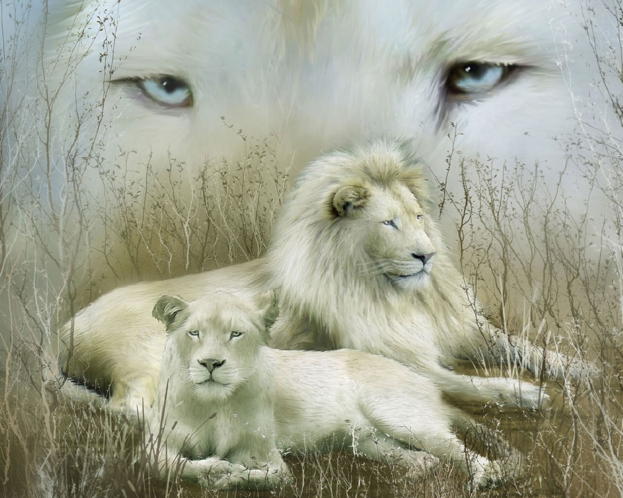 1442272 télécharger le fond d'écran lion blanc, animaux, lion - économiseurs d'écran et images gratuitement