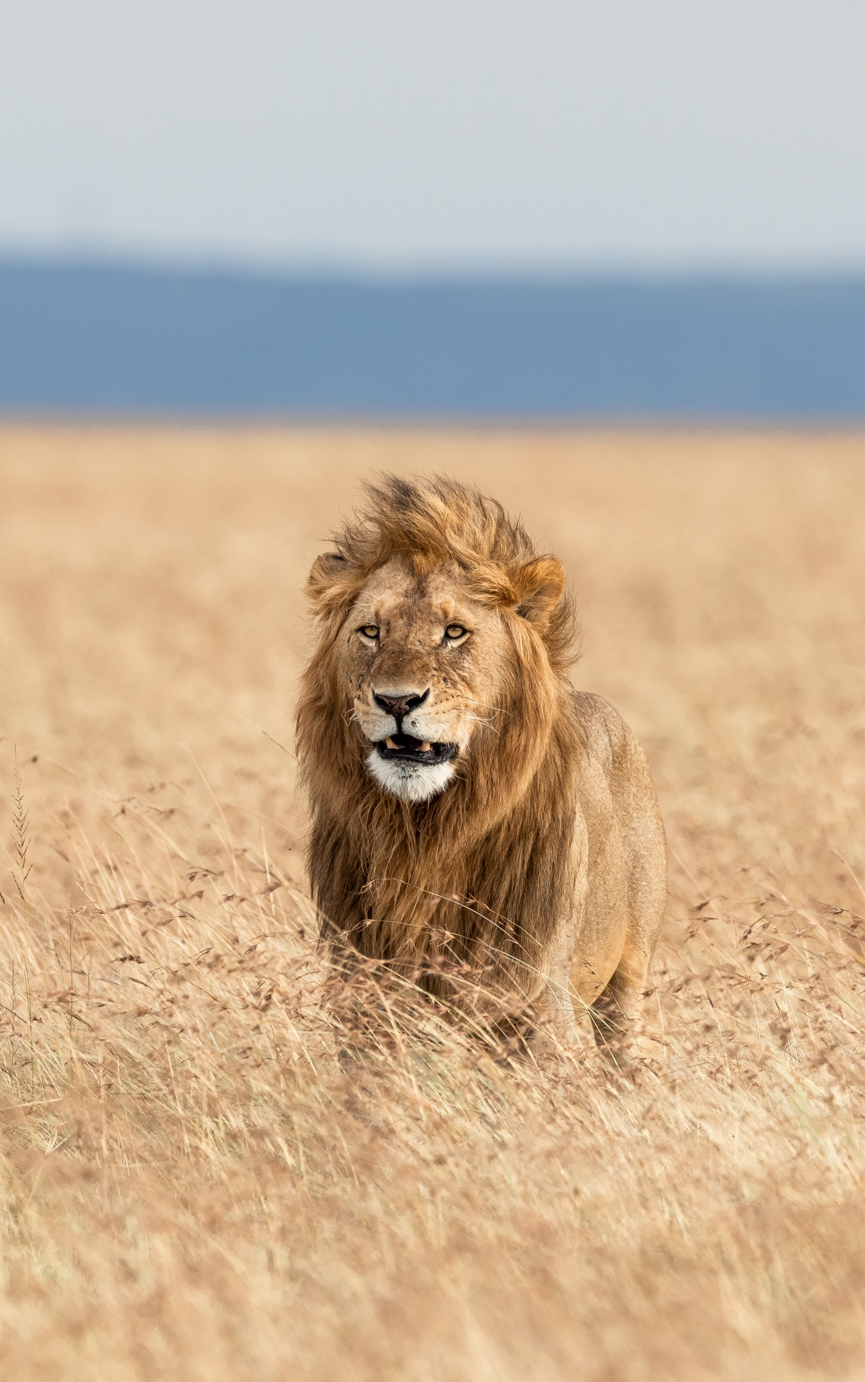 Téléchargez des papiers peints mobile Animaux, Chats, Lion, Profondeur De Champ gratuitement.