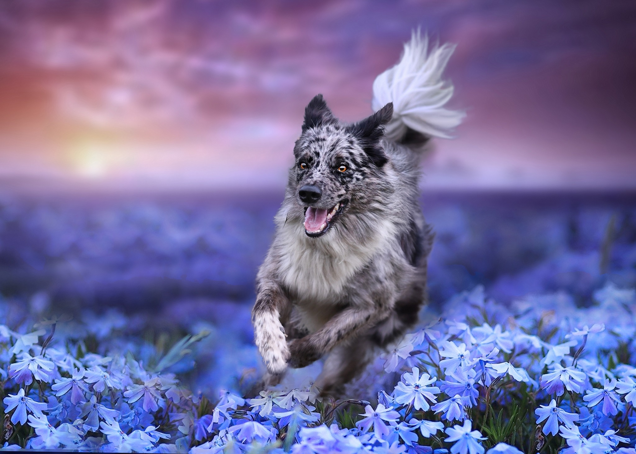 Download mobile wallpaper Dogs, Flower, Dog, Animal, Border Collie, Depth Of Field, Blue Flower for free.
