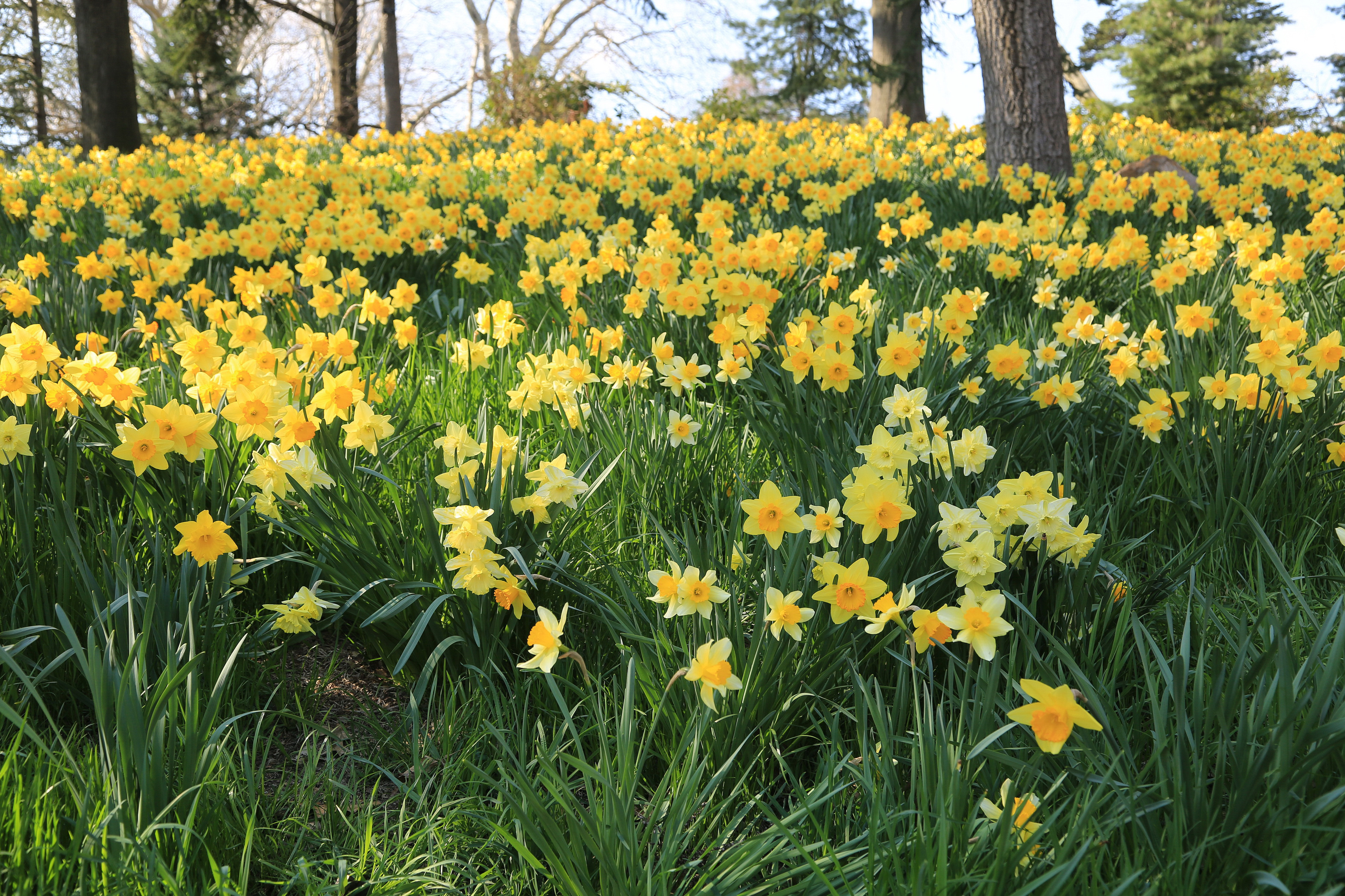 earth, daffodil, field, flower, grass, narcissus, yellow flower, flowers