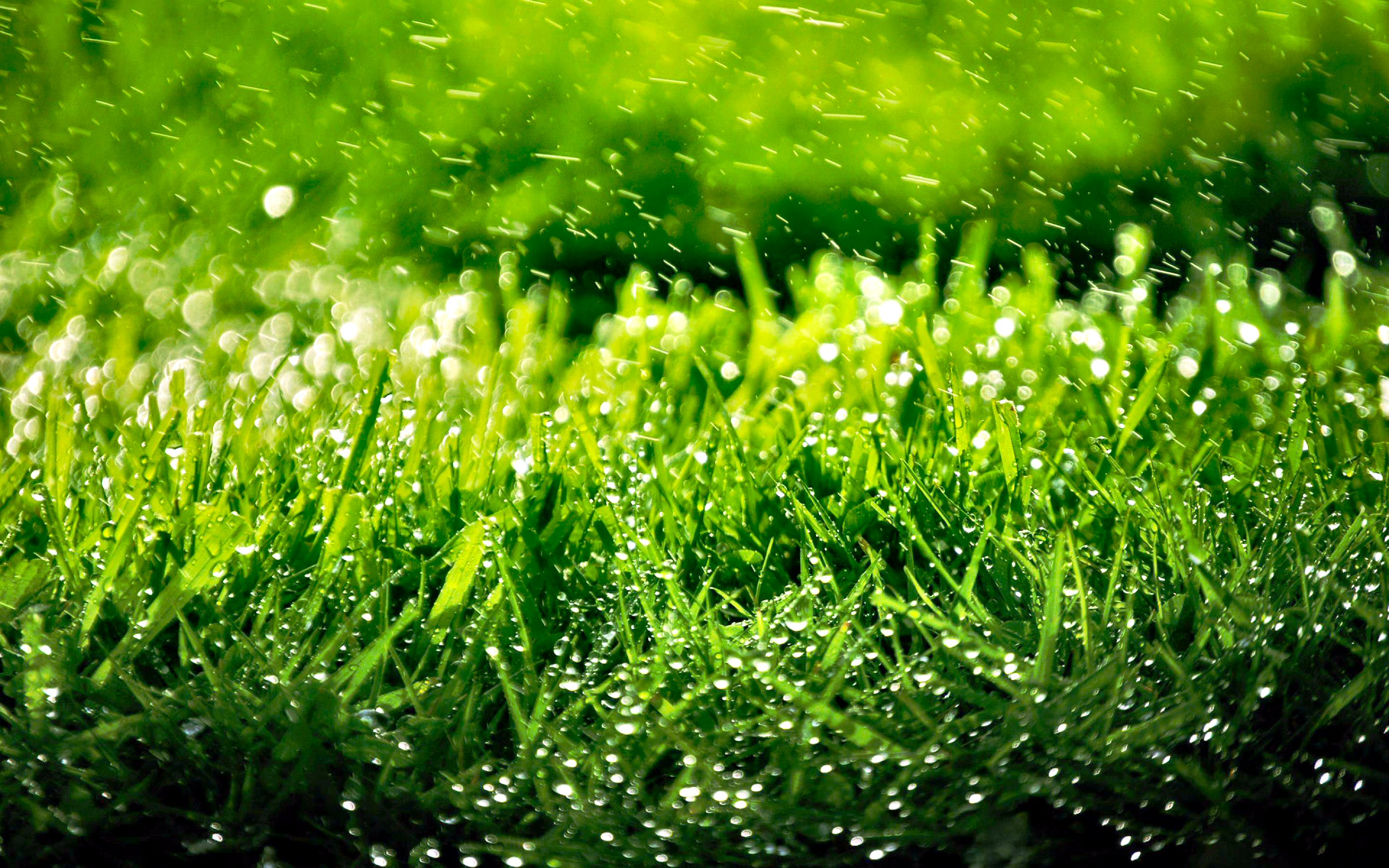 Скачать обои бесплатно Трава, Дождь, Зеленый, Фотография, Земля/природа, Капля Воды картинка на рабочий стол ПК