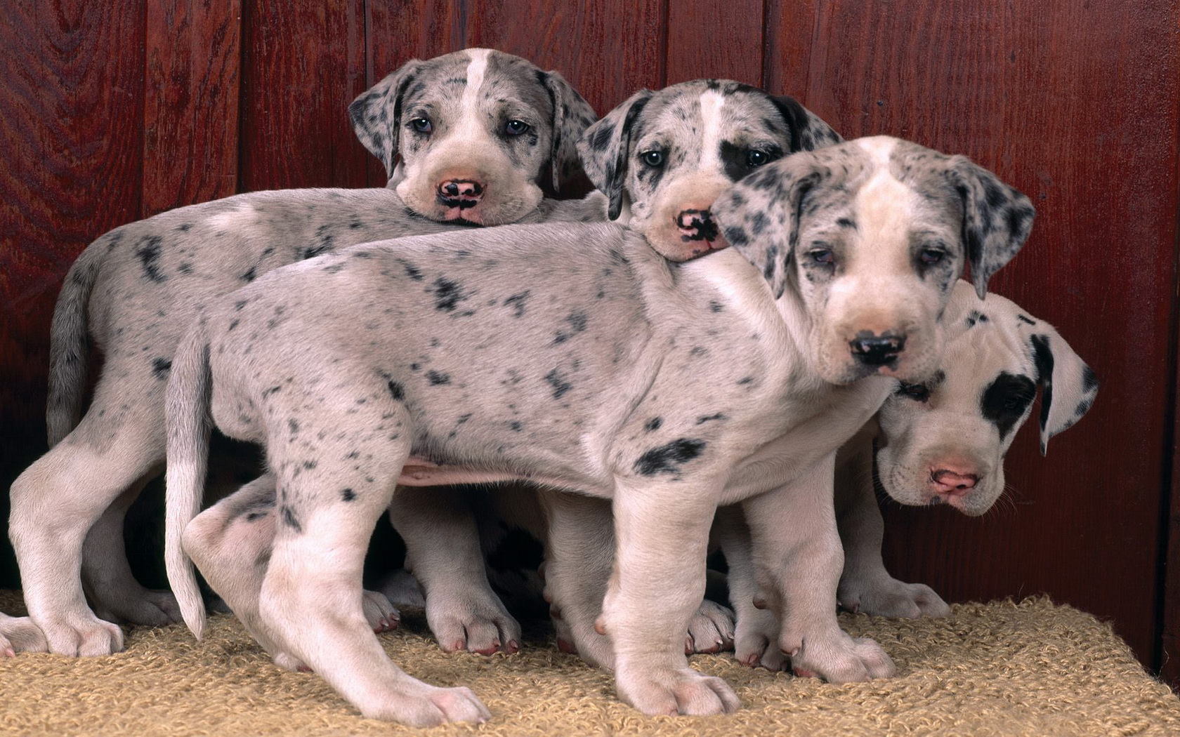 Handy-Wallpaper Welpen, Hunde, Tiere kostenlos herunterladen.