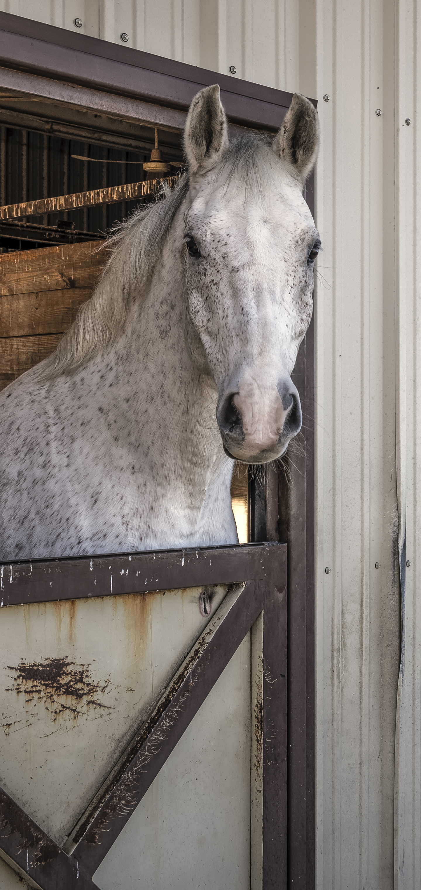 Descarga gratuita de fondo de pantalla para móvil de Animales, Caballo.