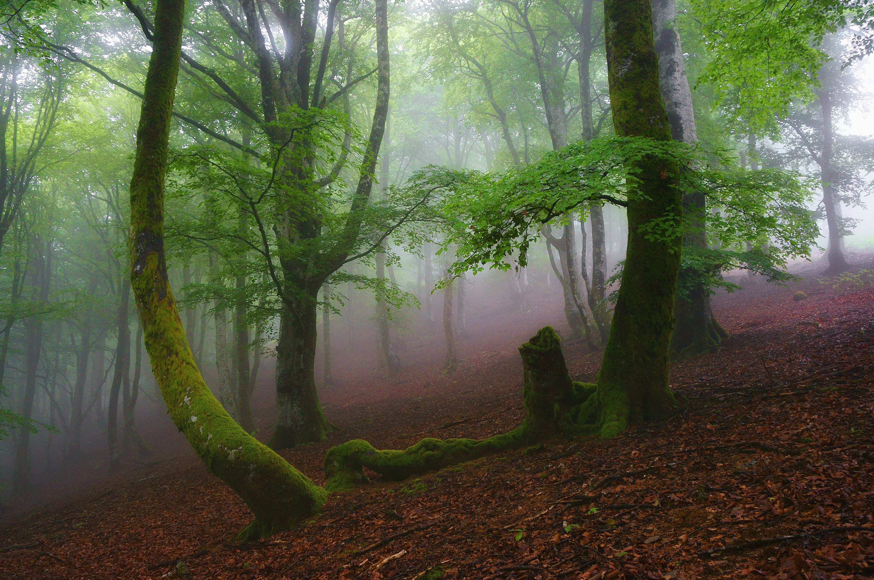 Baixar papel de parede para celular de Floresta, Terra/natureza gratuito.