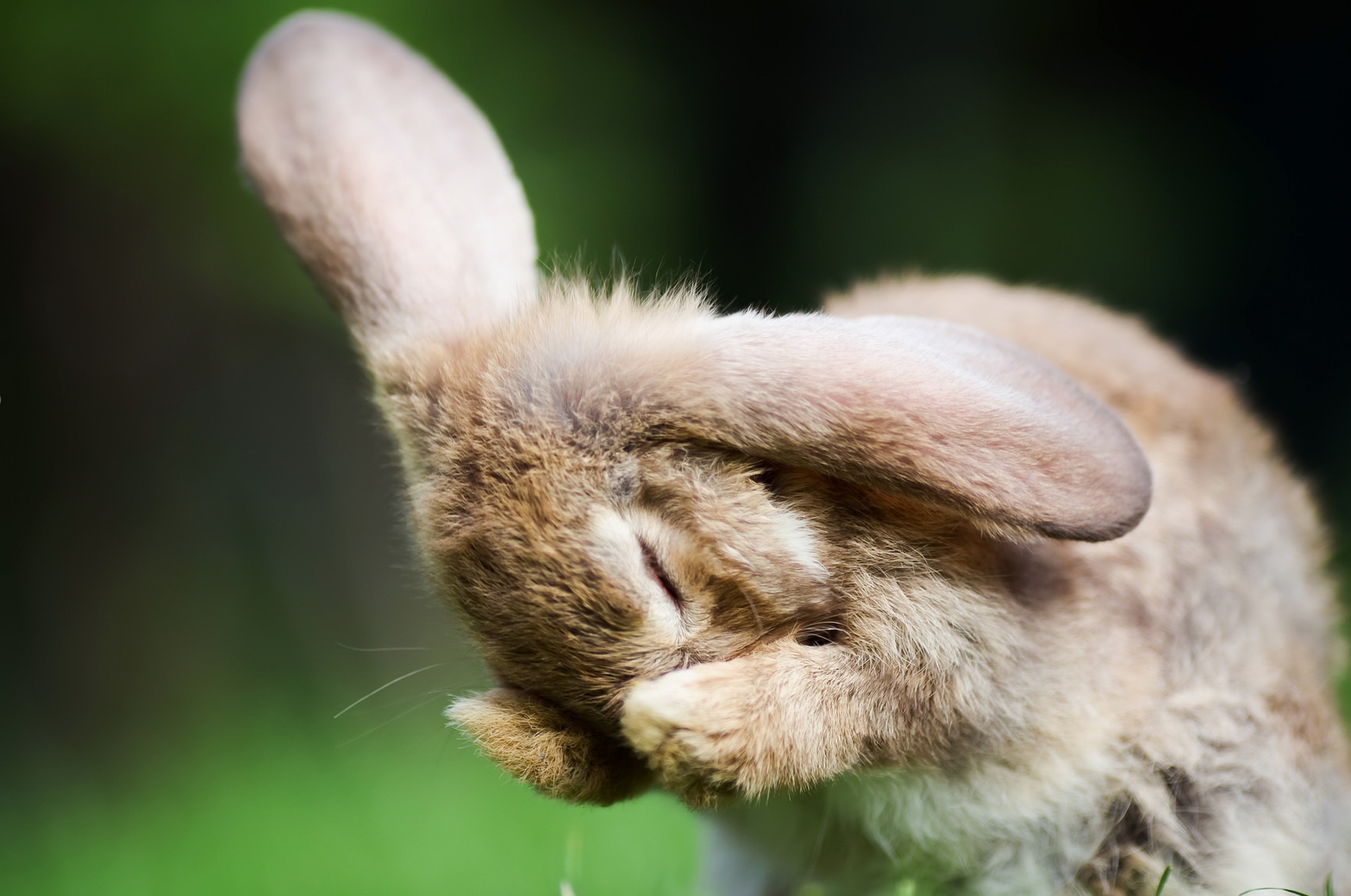 Завантажити шпалери безкоштовно Кролик, Тварина картинка на робочий стіл ПК