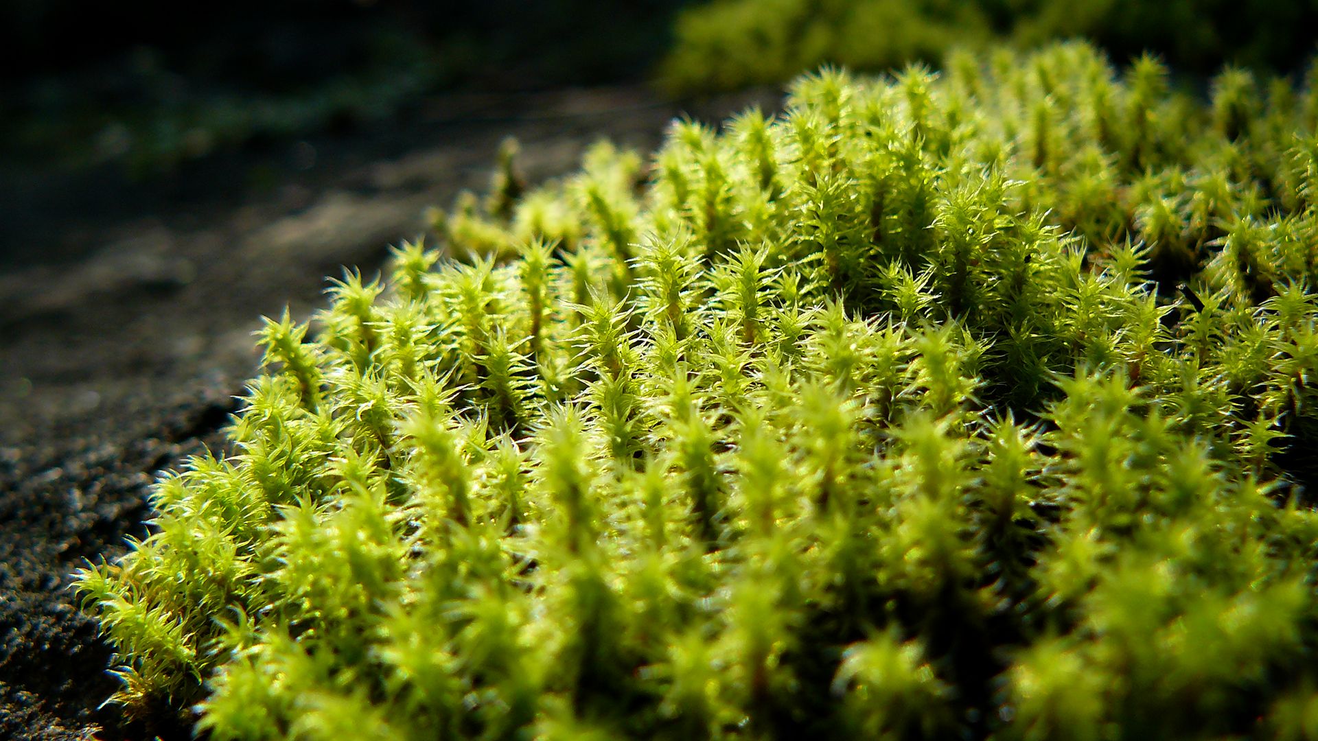 Téléchargez gratuitement l'image Mousse, Terre/nature, Vue Rapprochée sur le bureau de votre PC