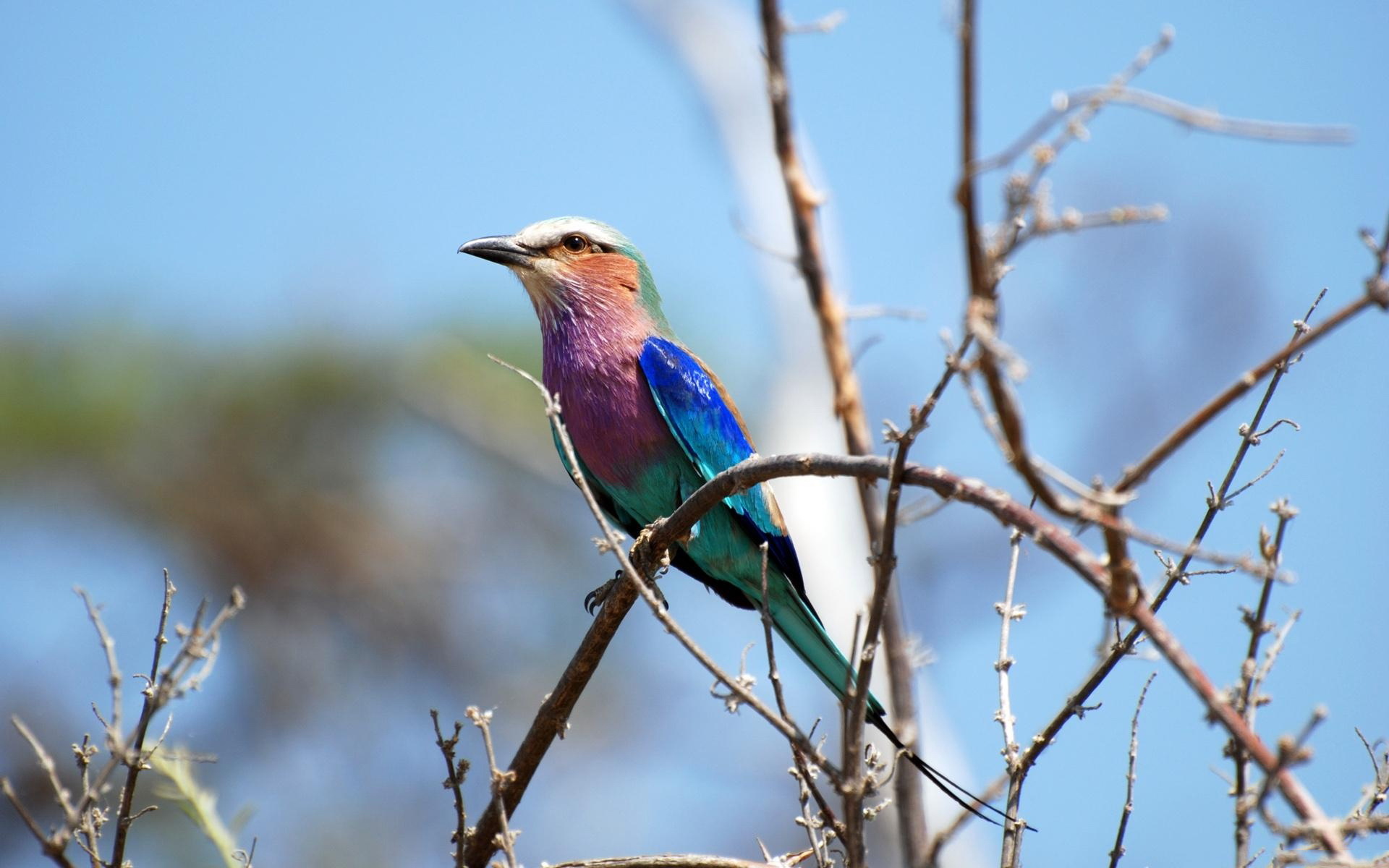 Baixar papel de parede para celular de Pássaro, Aves, Animais gratuito.