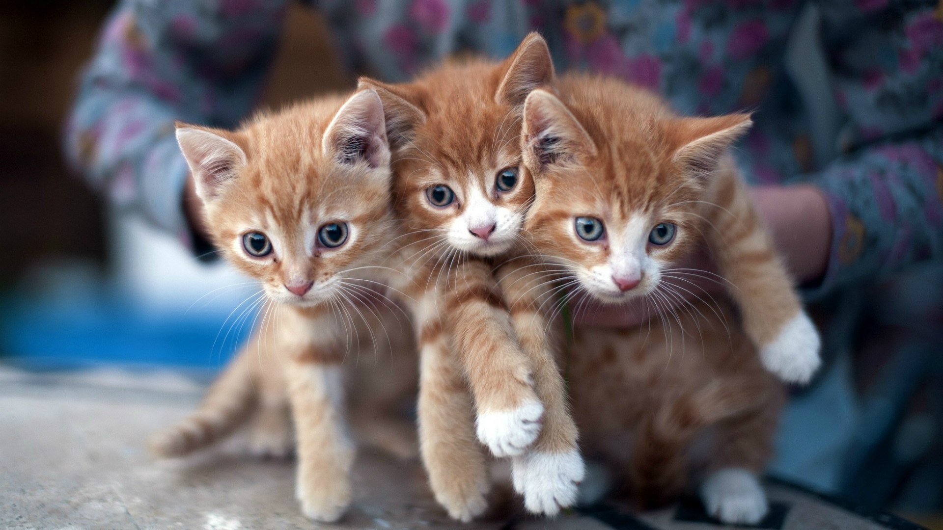 Téléchargez des papiers peints mobile Animaux, Chats, Chat gratuitement.