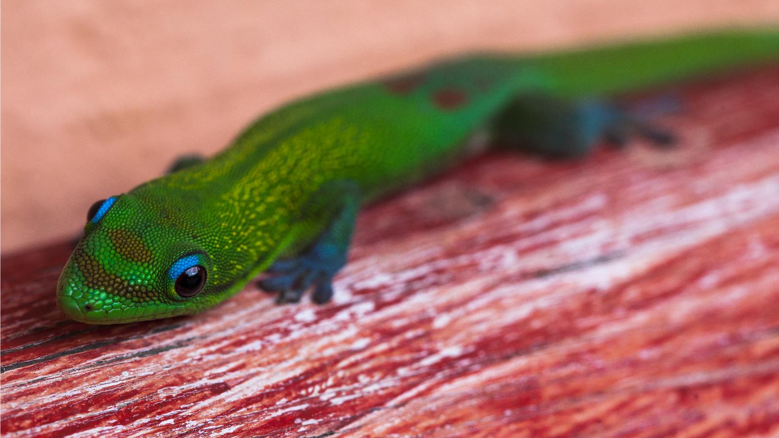 Téléchargez des papiers peints mobile Gecko, Reptiles, Animaux gratuitement.