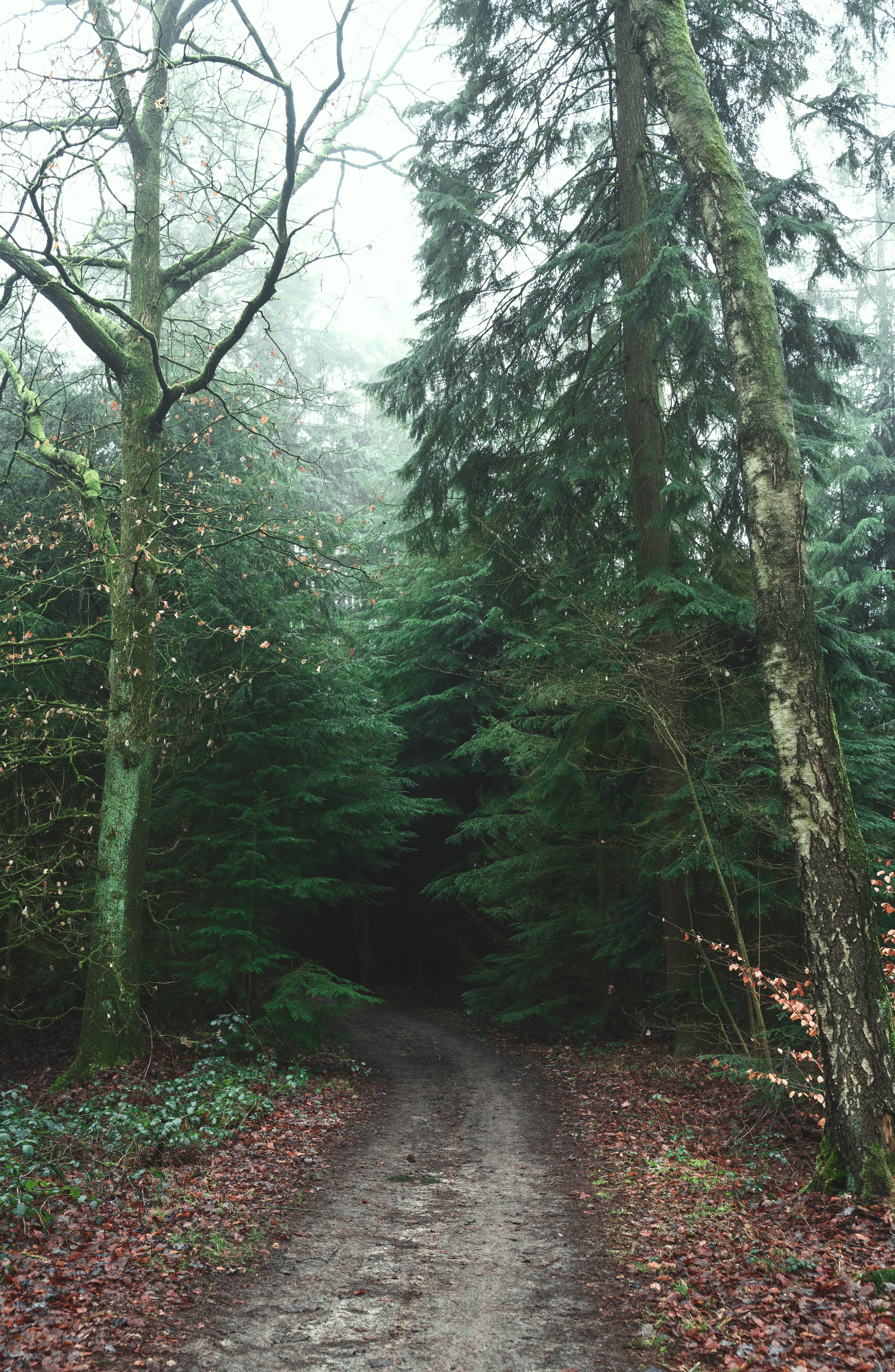 Download mobile wallpaper Fog, Trees, Forest, Road, Nature for free.