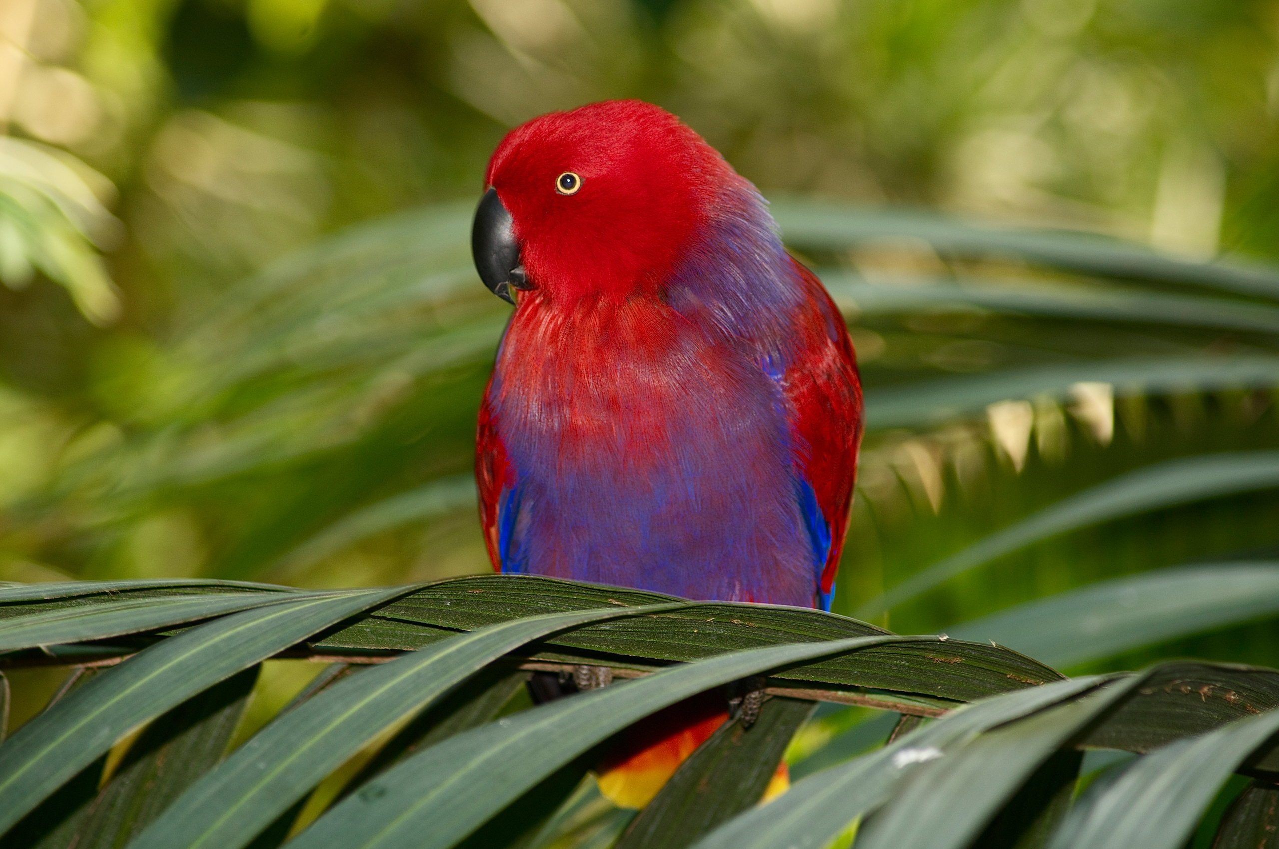 Free download wallpaper Birds, Animal, Parrot on your PC desktop
