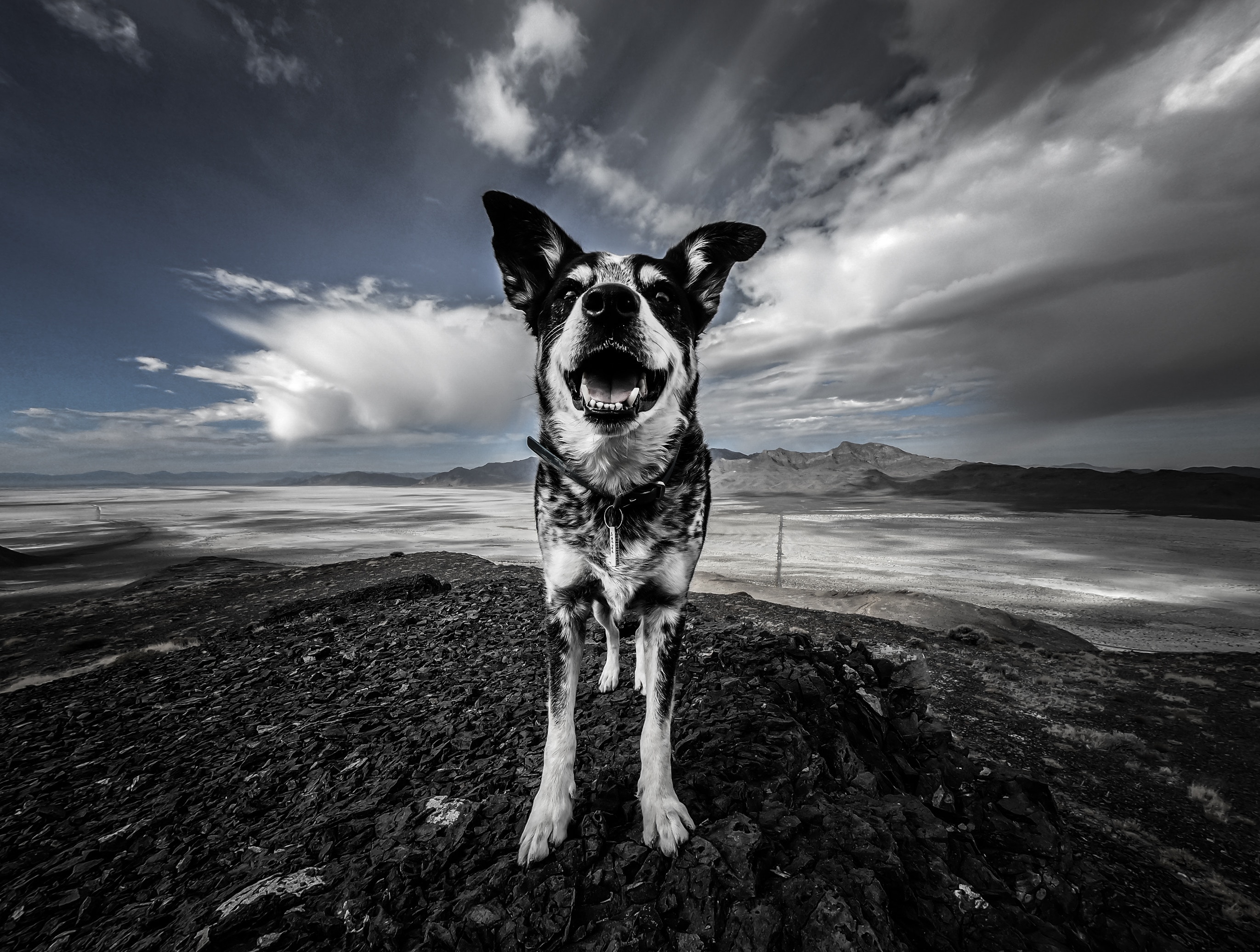 spotted, animals, mountains, dog, spotty wallpaper for mobile