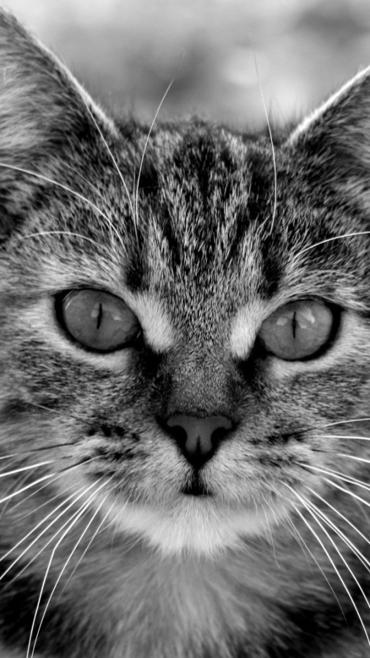 Descarga gratuita de fondo de pantalla para móvil de Animales, Gatos, Gato.