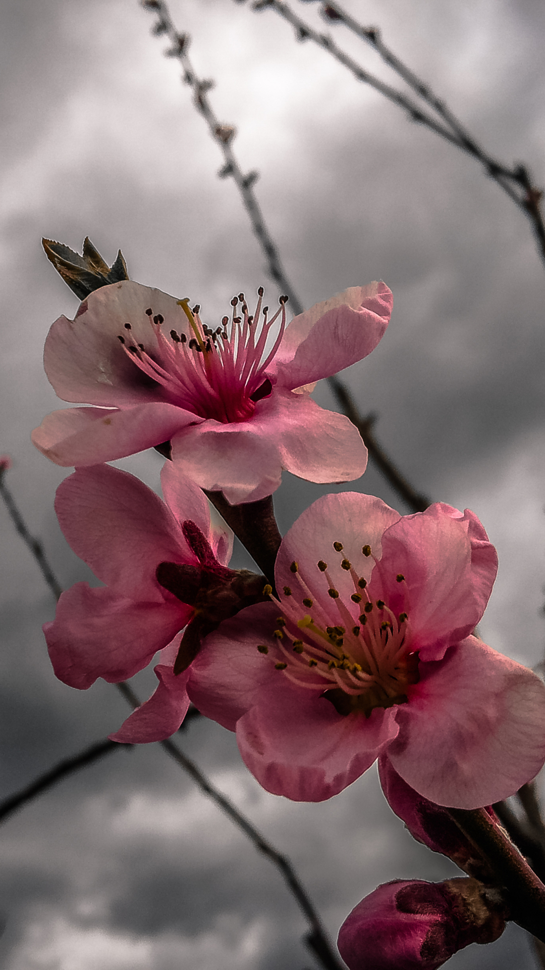 Download mobile wallpaper Flowers, Earth, Spring, Blossom, Apricot Blossom for free.