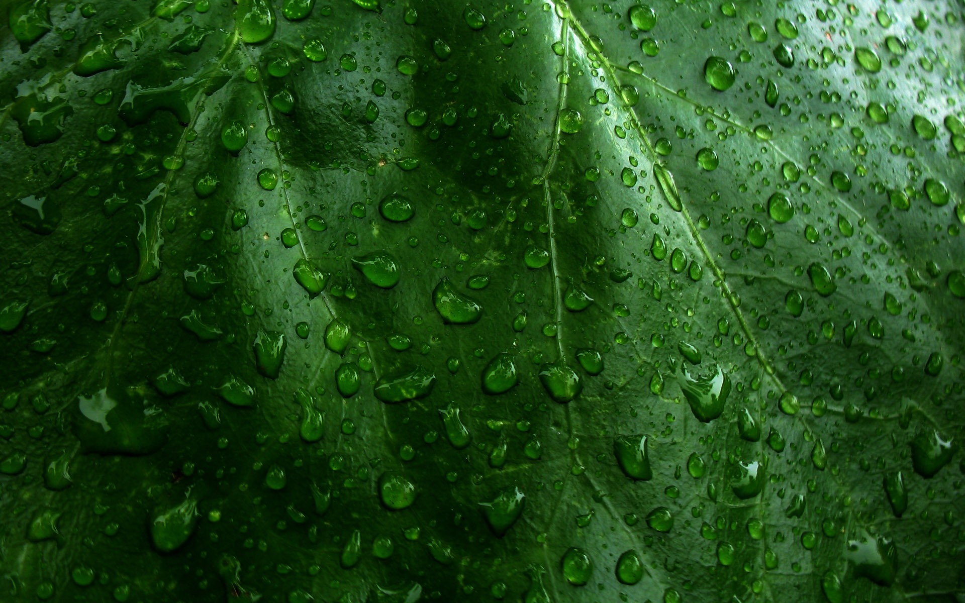 Download mobile wallpaper Nature, Leaf, Earth, Water Drop for free.
