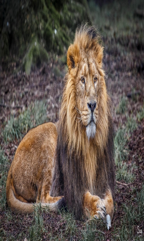 Téléchargez des papiers peints mobile Animaux, Chats, Lion gratuitement.