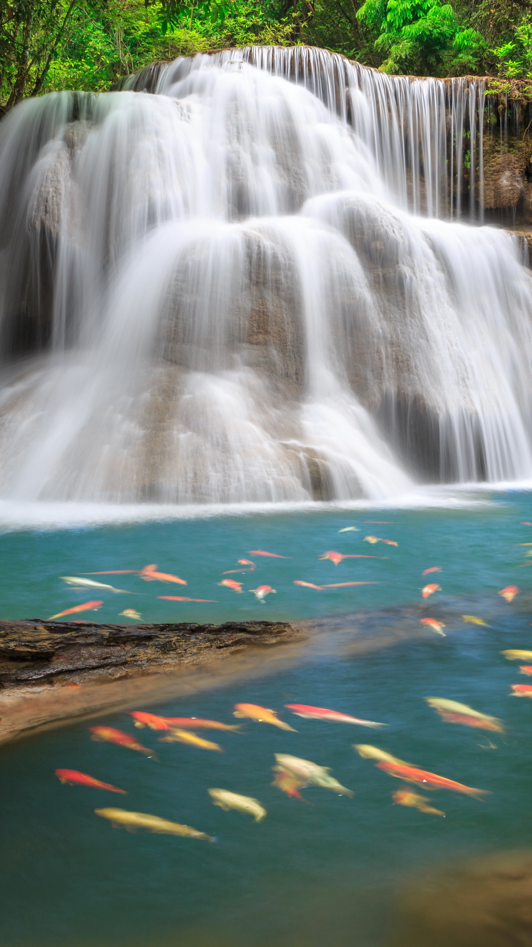 Download mobile wallpaper Nature, Waterfalls, Waterfall, Earth, Fish, Koi for free.
