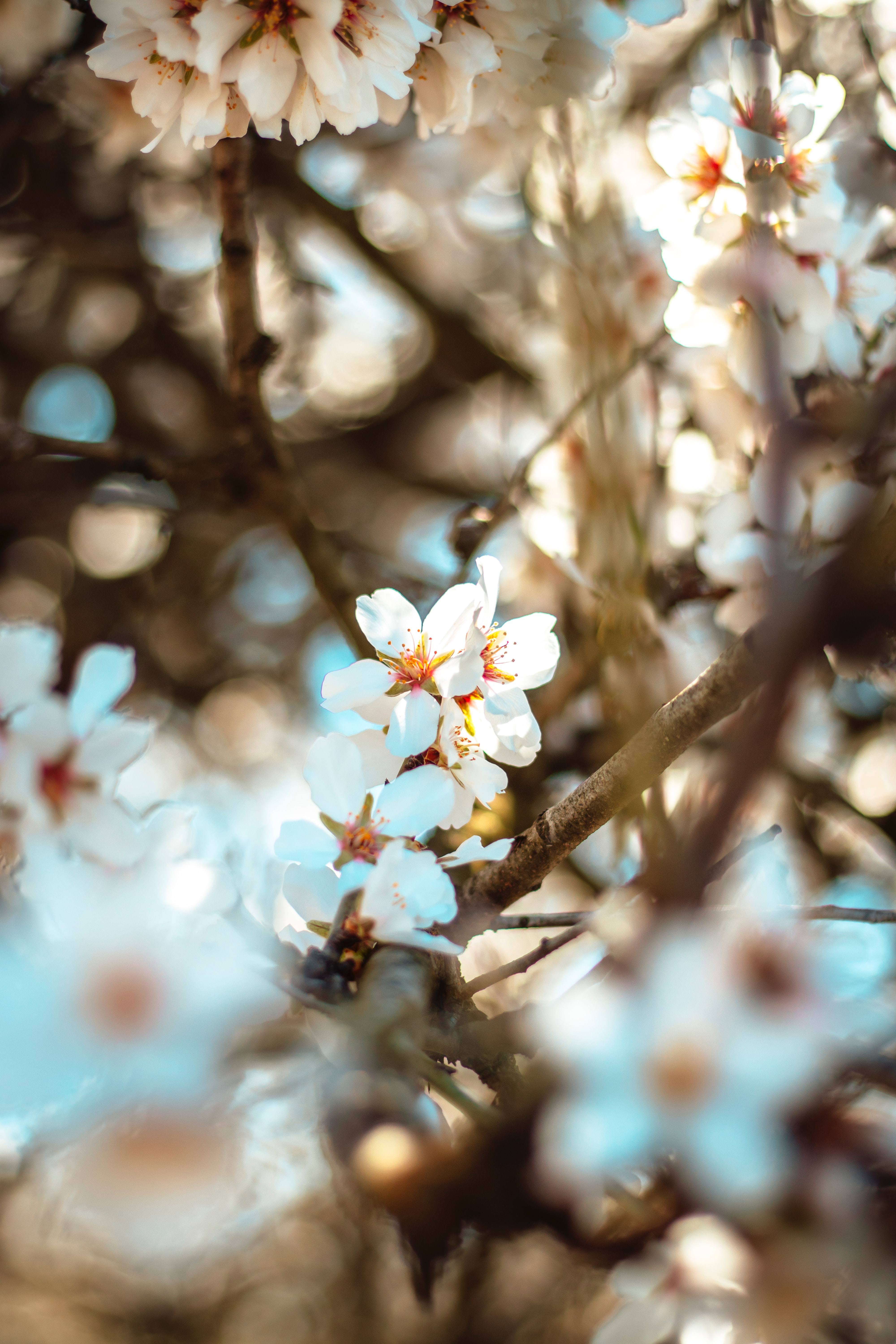 bloom, flowers, flowering, branch, spring, bokeh, boquet for android