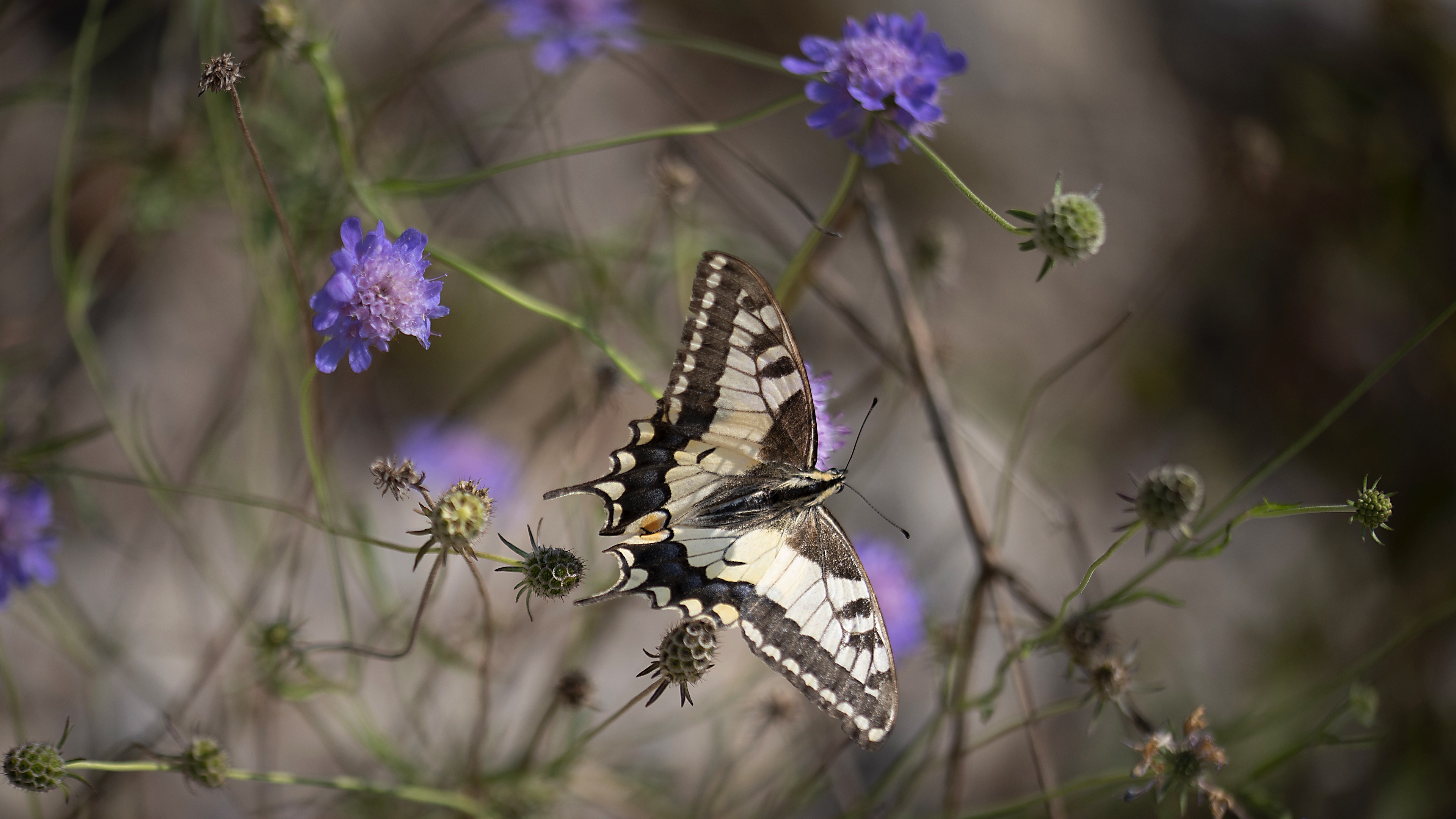 Téléchargez gratuitement l'image Animaux, Insectes, Fleur, Macro, Papillon, Machaon sur le bureau de votre PC